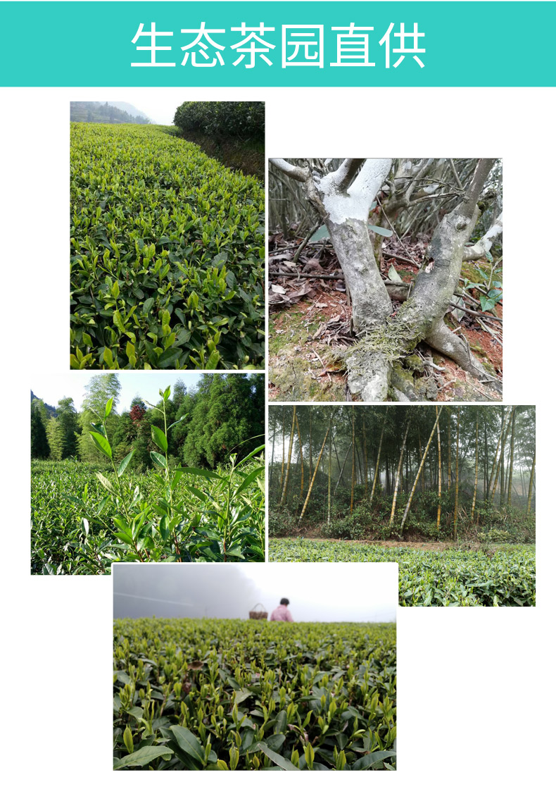 龙小白-花香牡丹-白茶-产品拍摄-外包设计、小程序和淘宝详情页制作