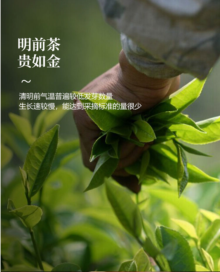 5年陈老器恒升白茶（贡眉）
