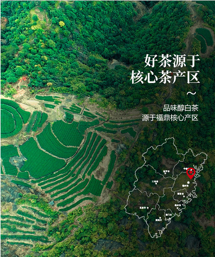 5年陈老器恒升白茶（贡眉）