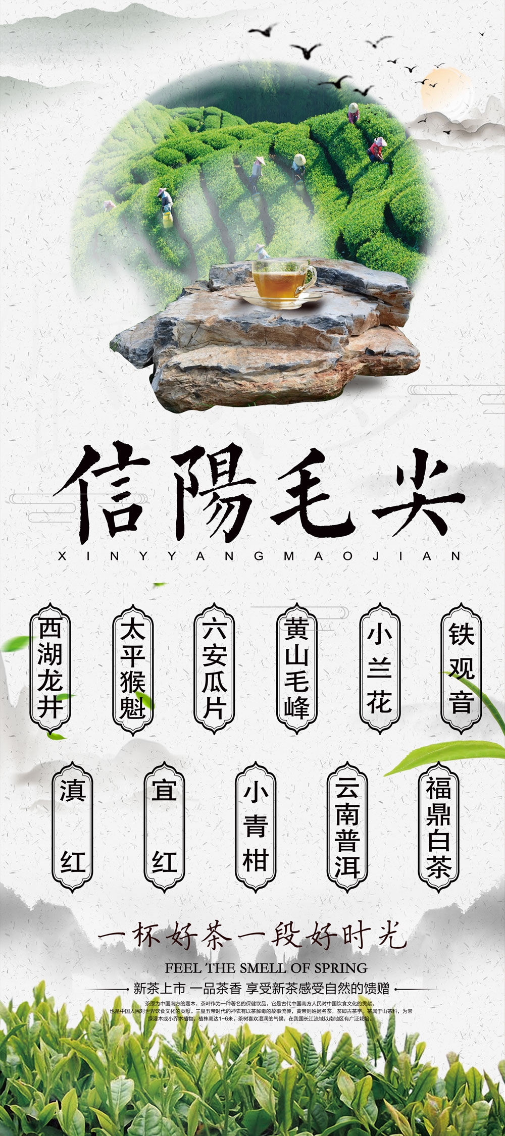 信阳毛尖春茶海报-左右逢源