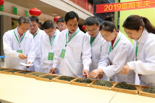 2019年国香茶城，紫砂节-信阳毛尖一芽一叶—斗茶大赛