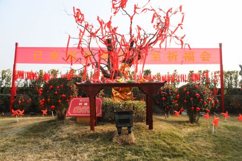2019年冬至国香茶城千年枣树祈福