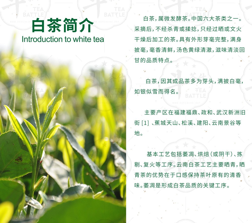 白茶画册