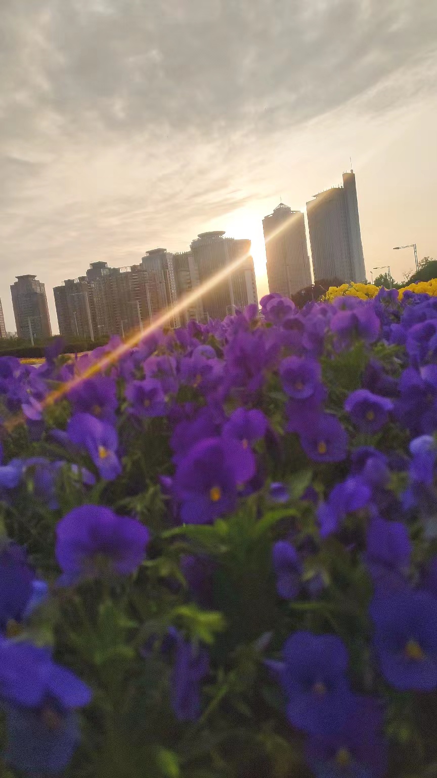  早安郑州!东区的花真好！