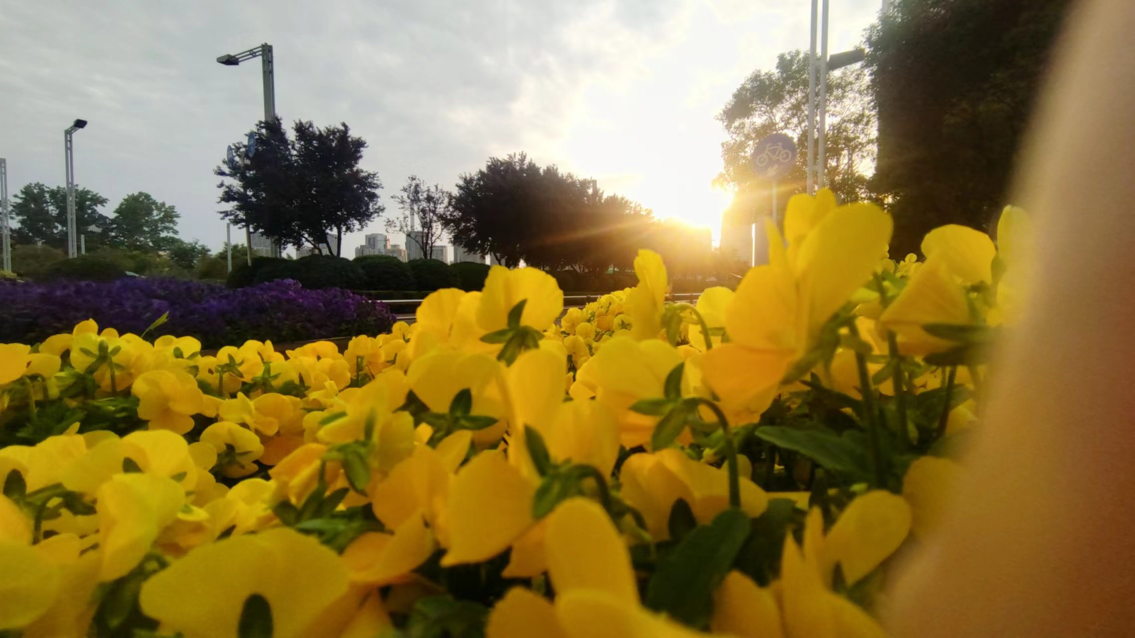  早安郑州!东区的花真好！