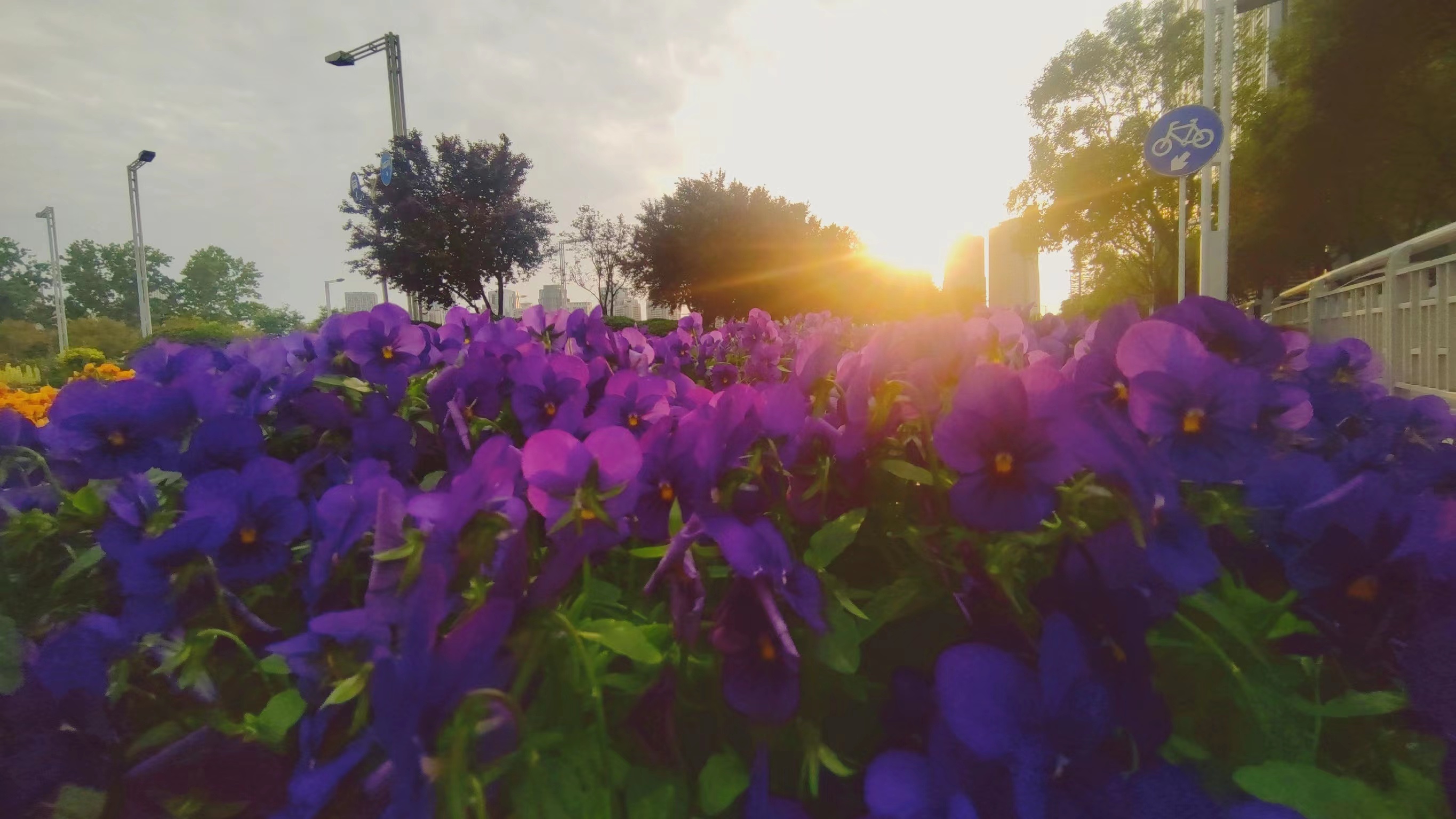  早安郑州!东区的花真好！