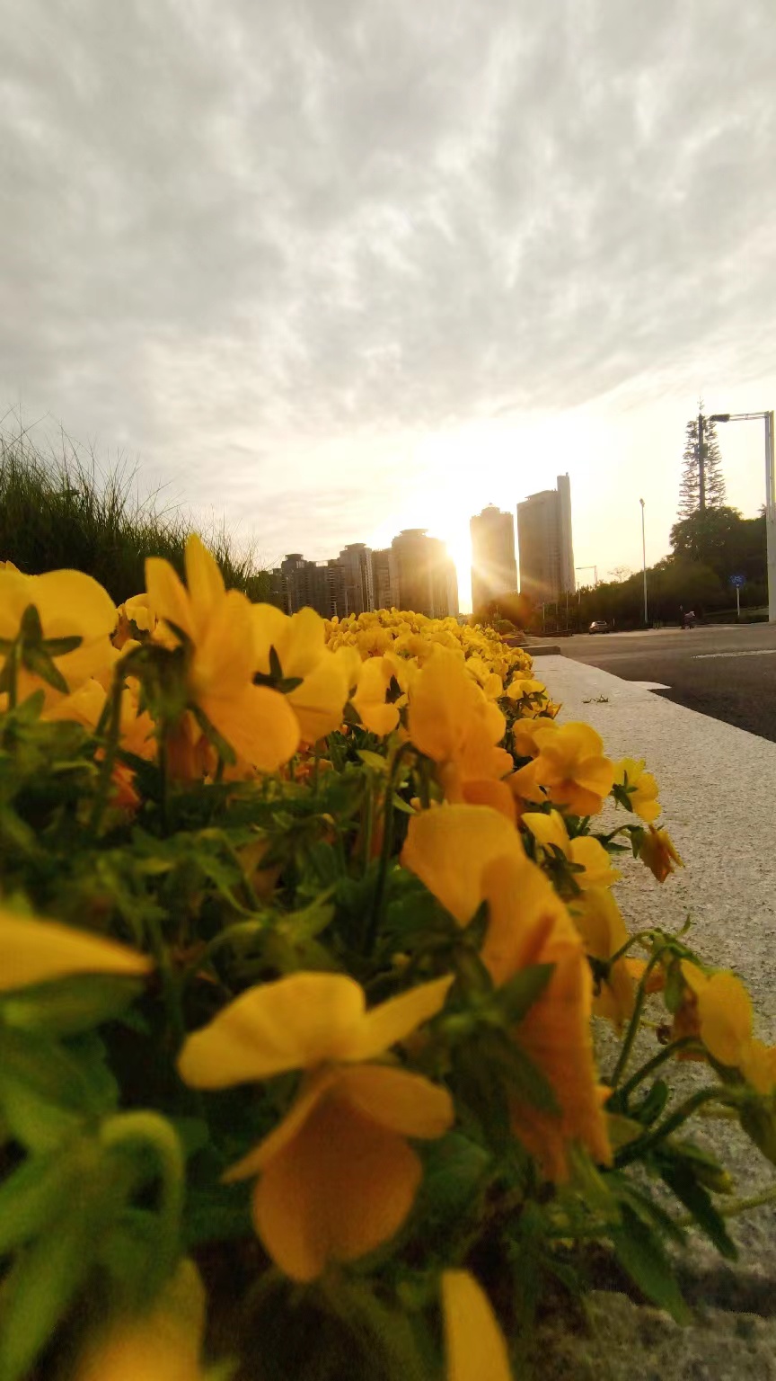  早安郑州!东区的花真好！