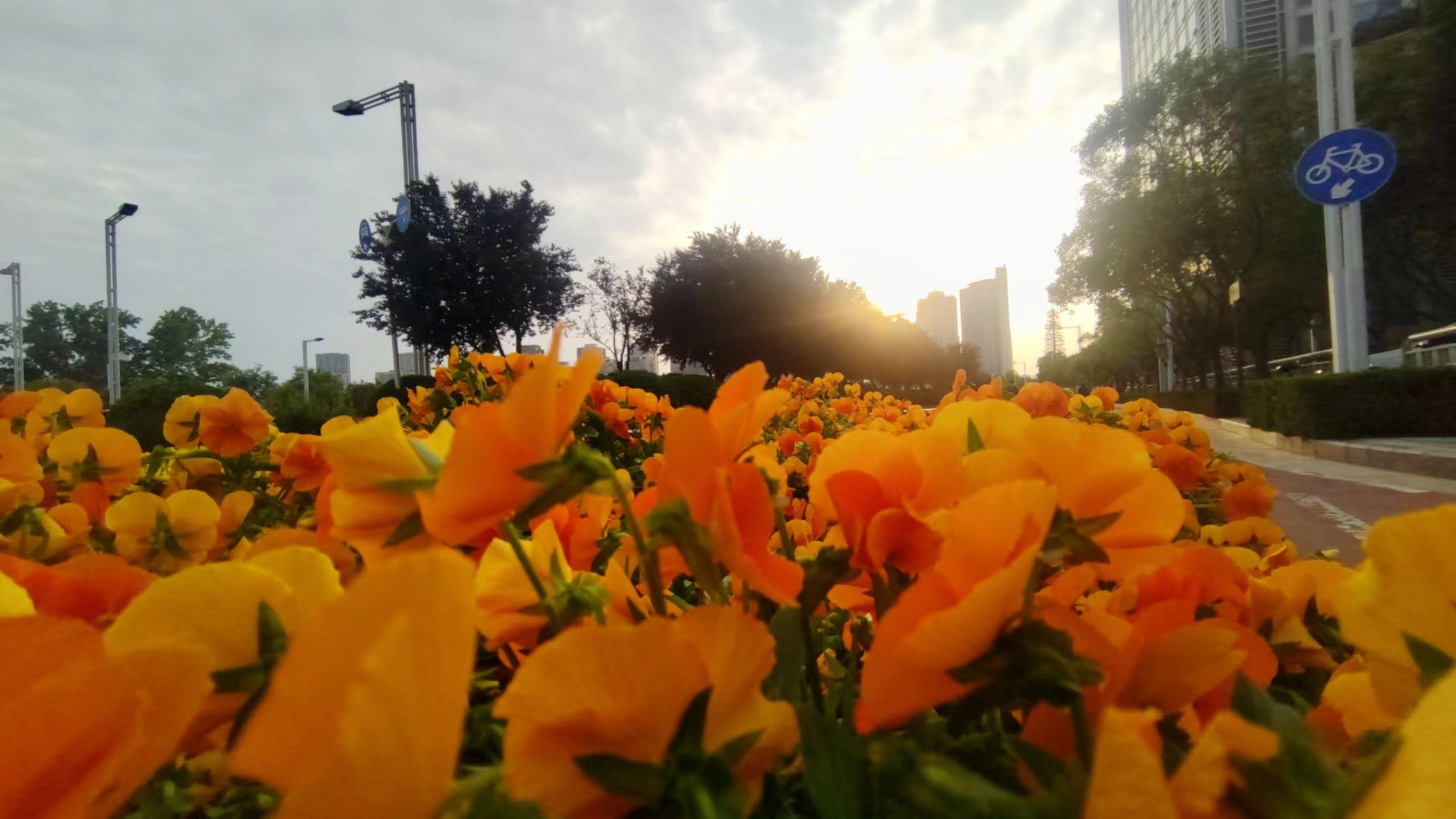  早安郑州!东区的花真好！