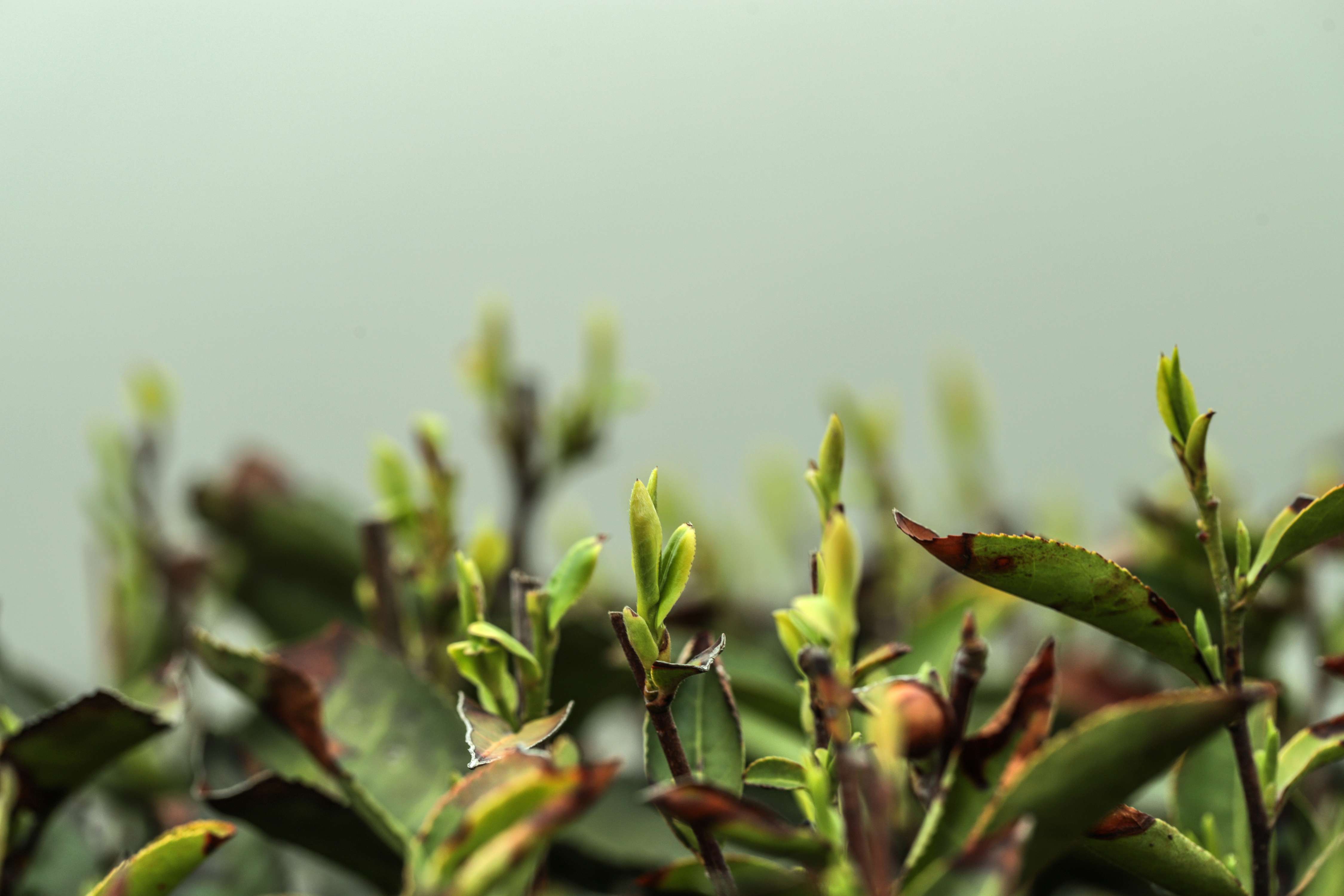 粒粒香茶业-茶山篇