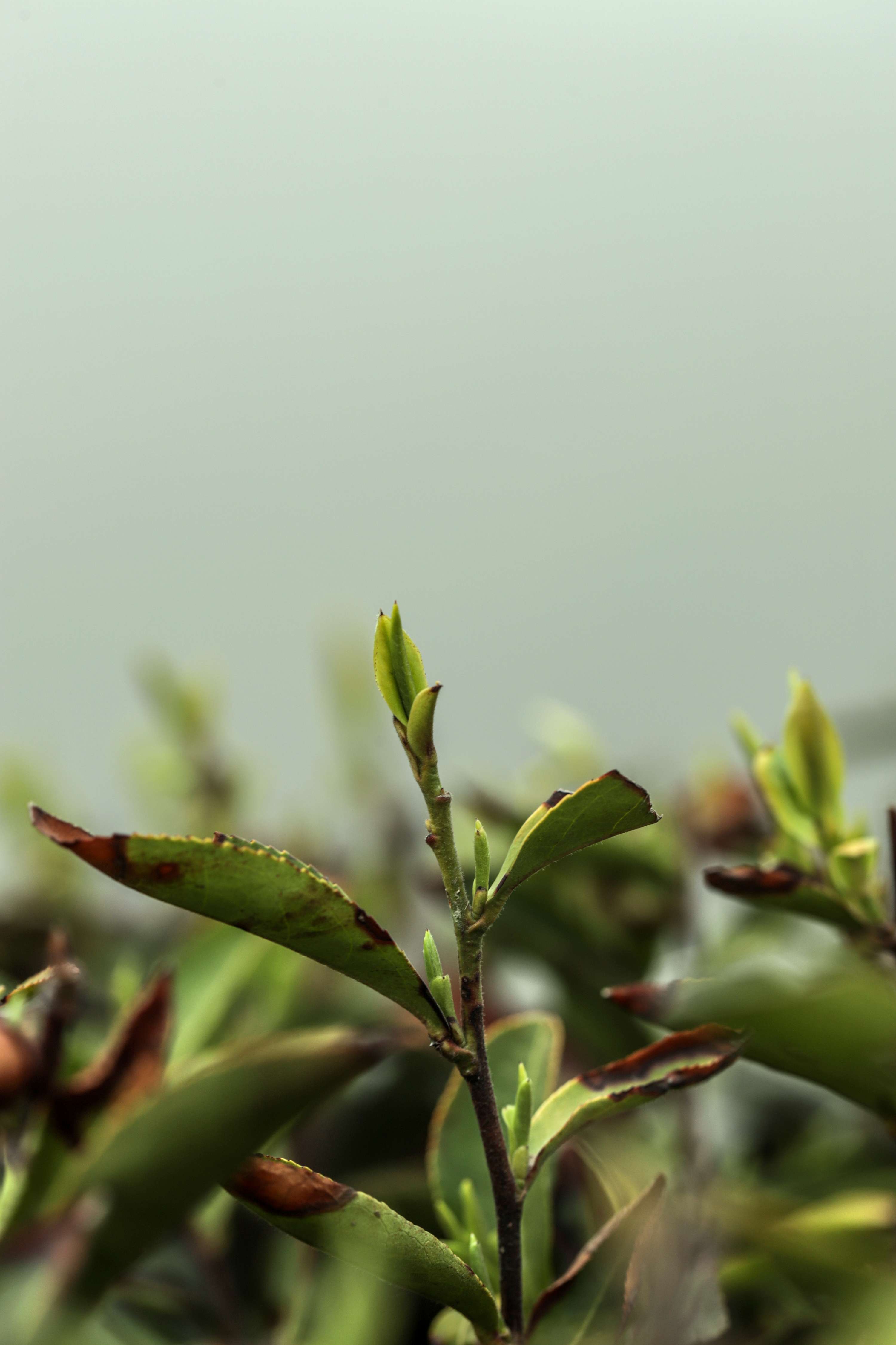 粒粒香茶业-茶山篇