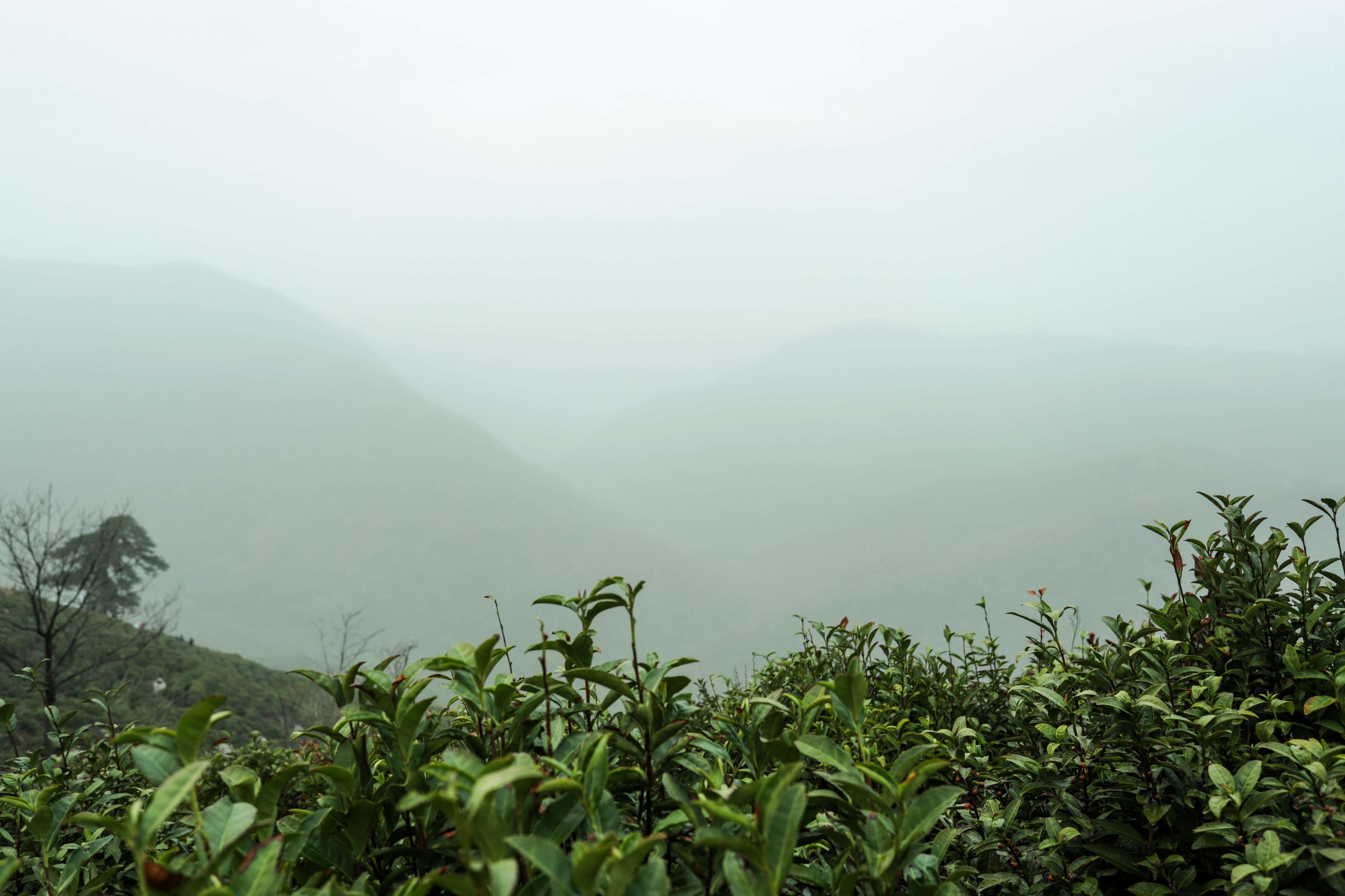 粒粒香茶业-茶山篇