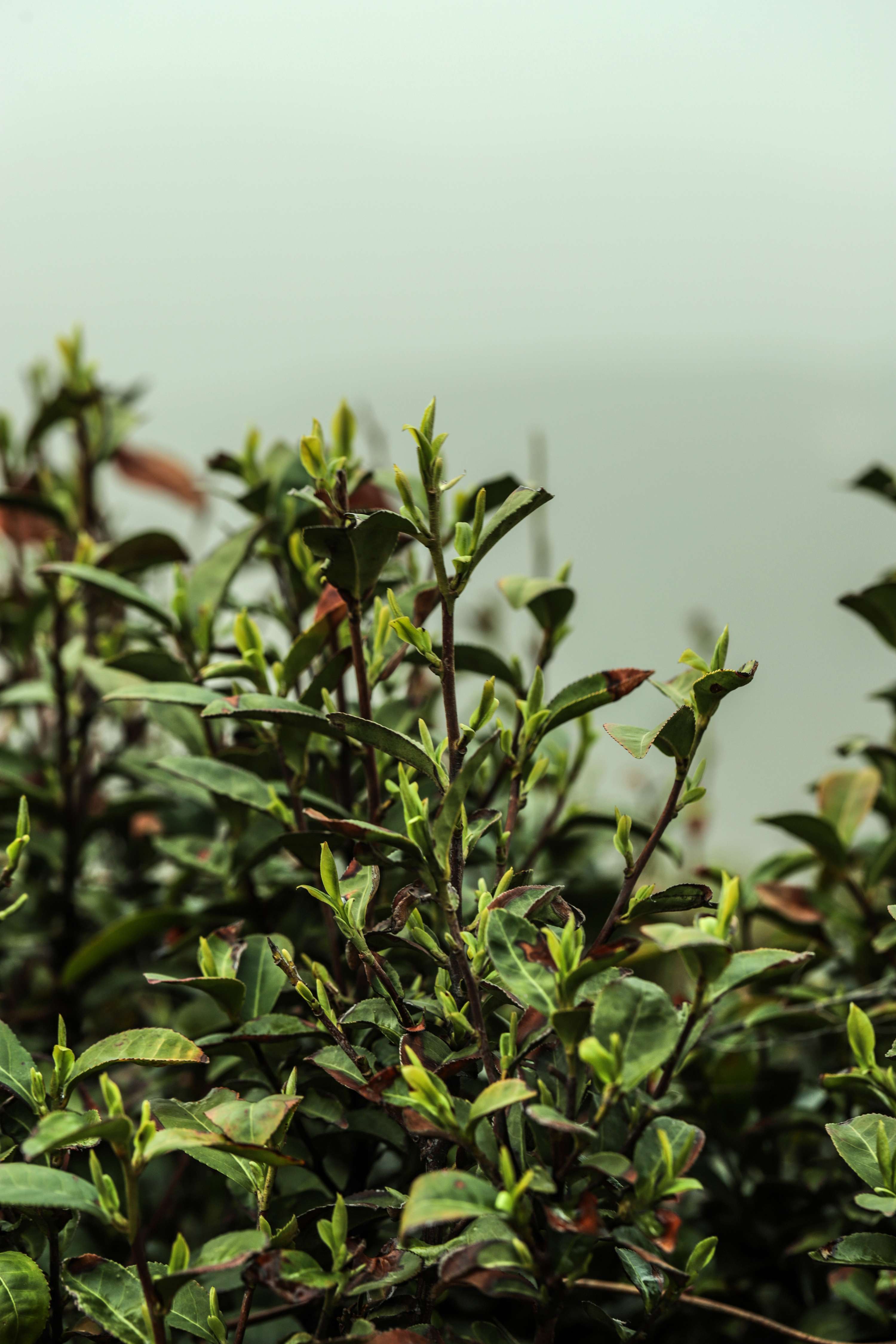 粒粒香茶业-茶山篇