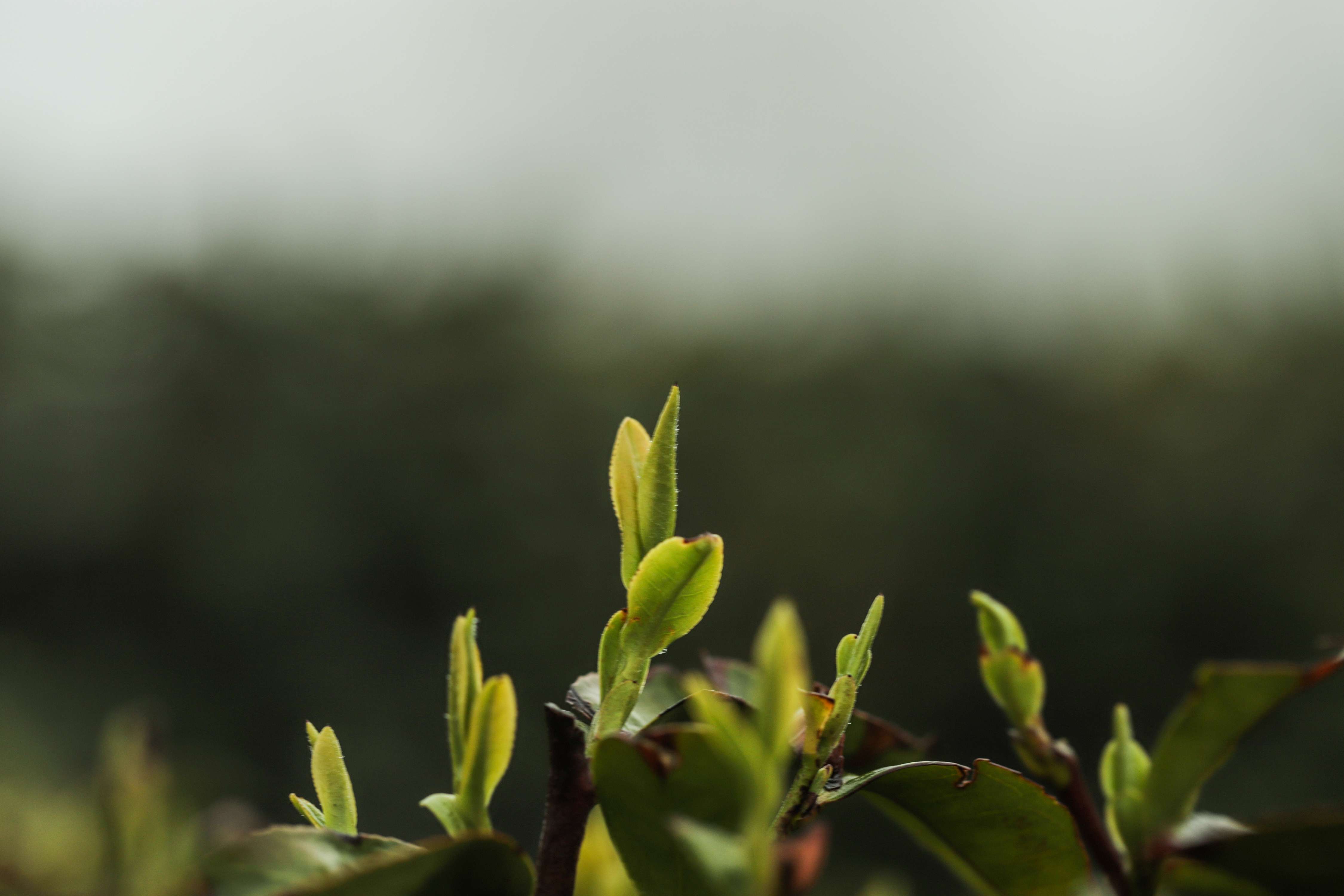 粒粒香茶业-茶山篇