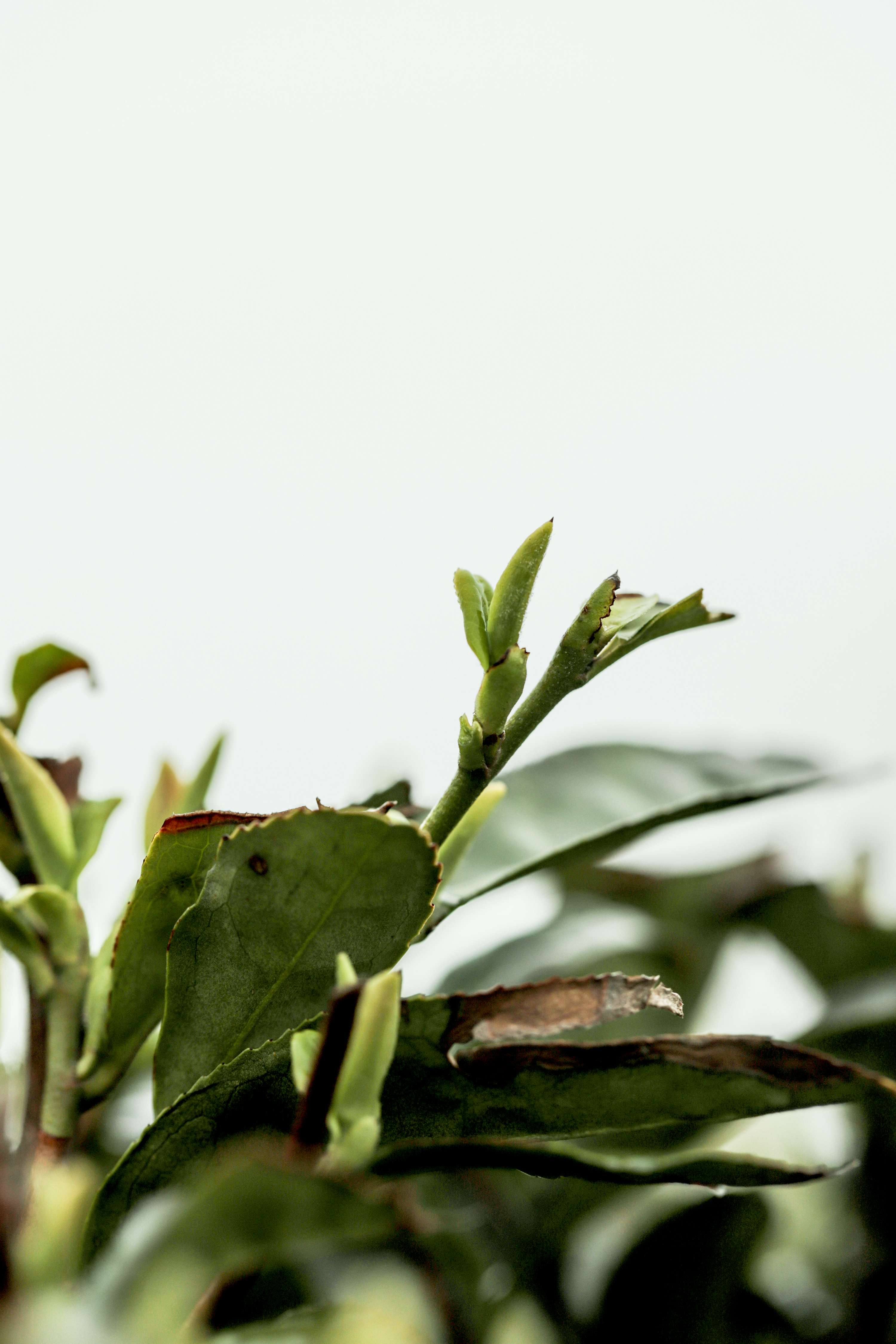 粒粒香茶业-茶山篇