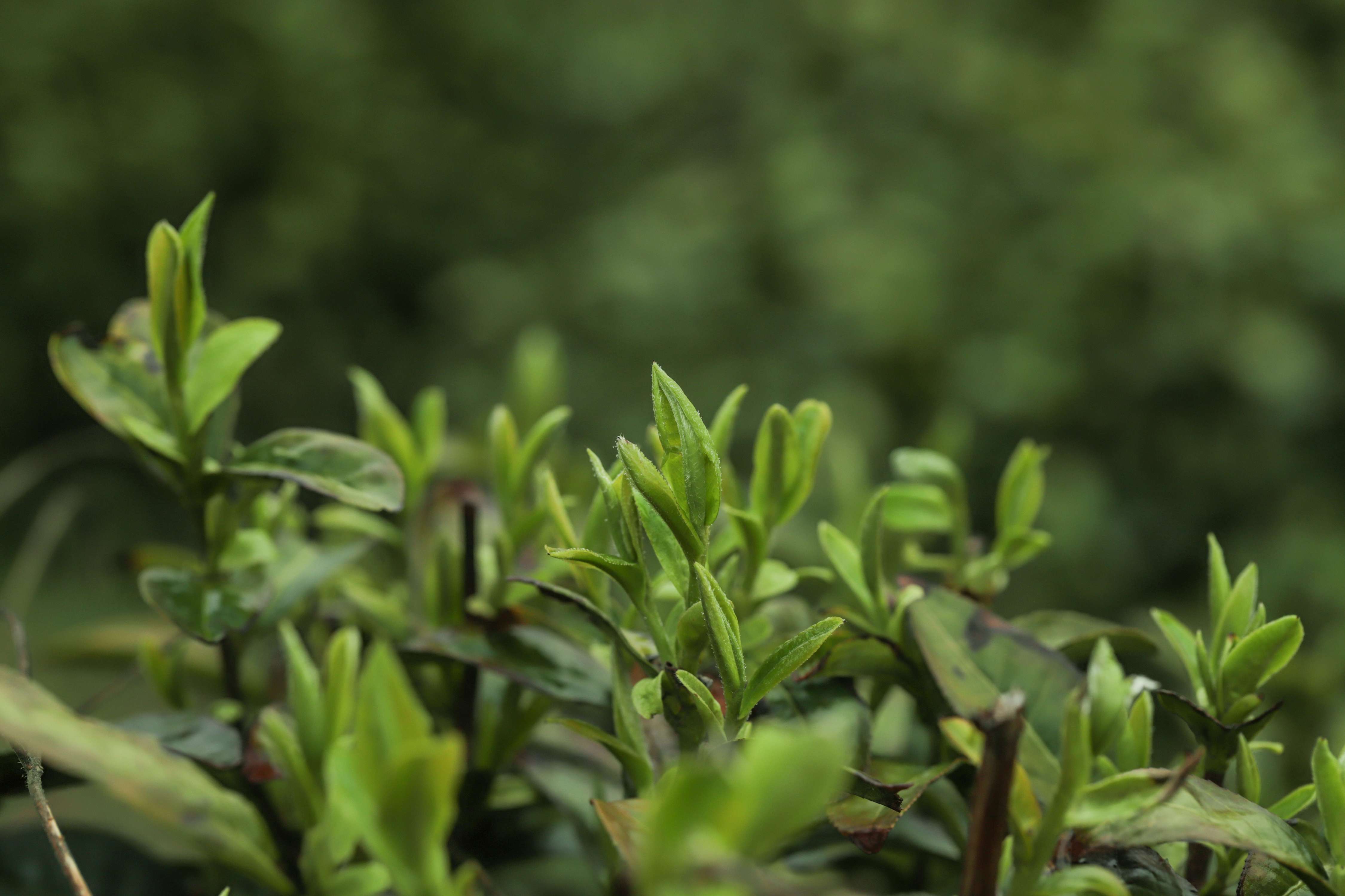 粒粒香茶业-茶山篇