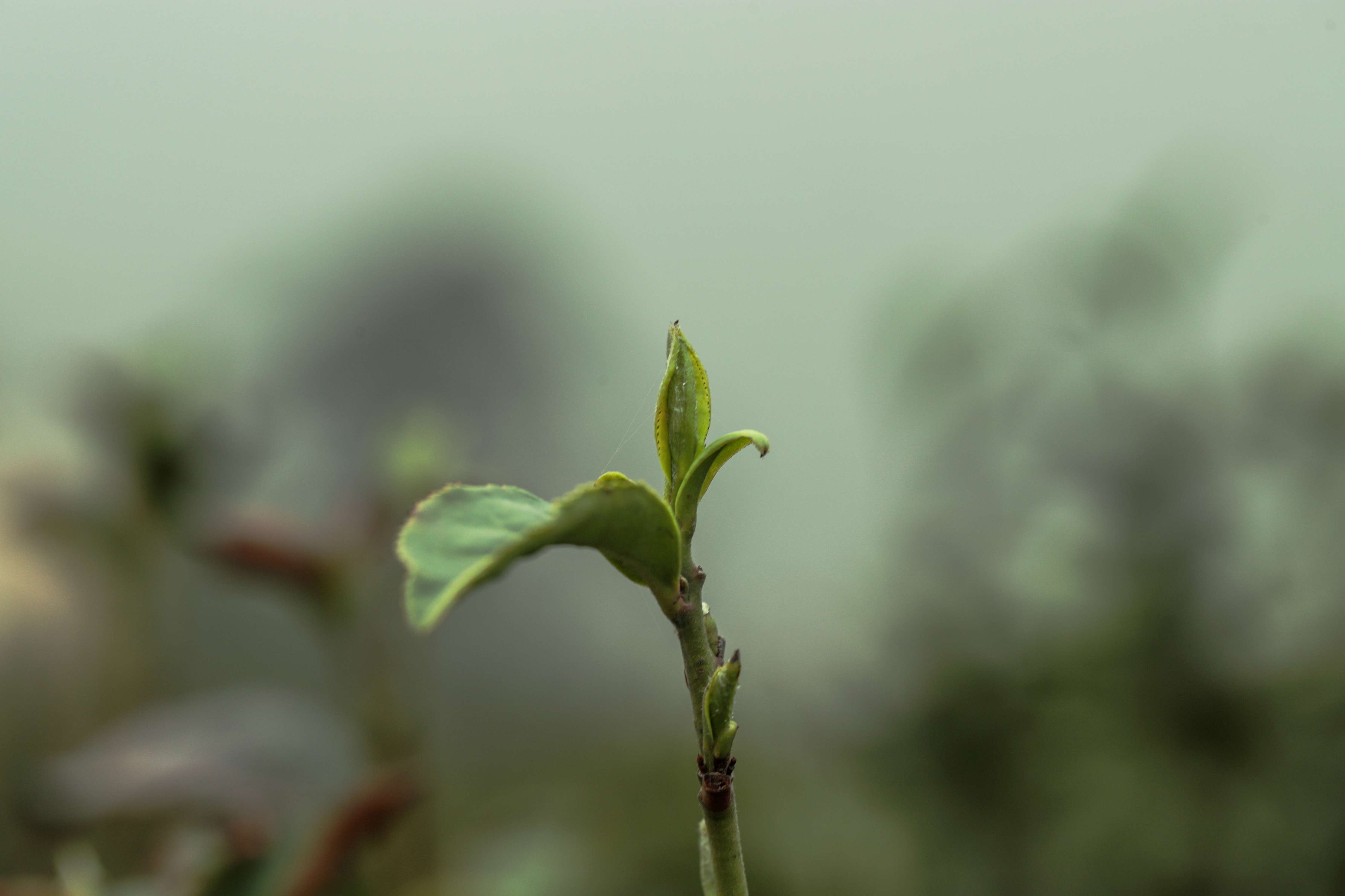 粒粒香茶业-茶山篇