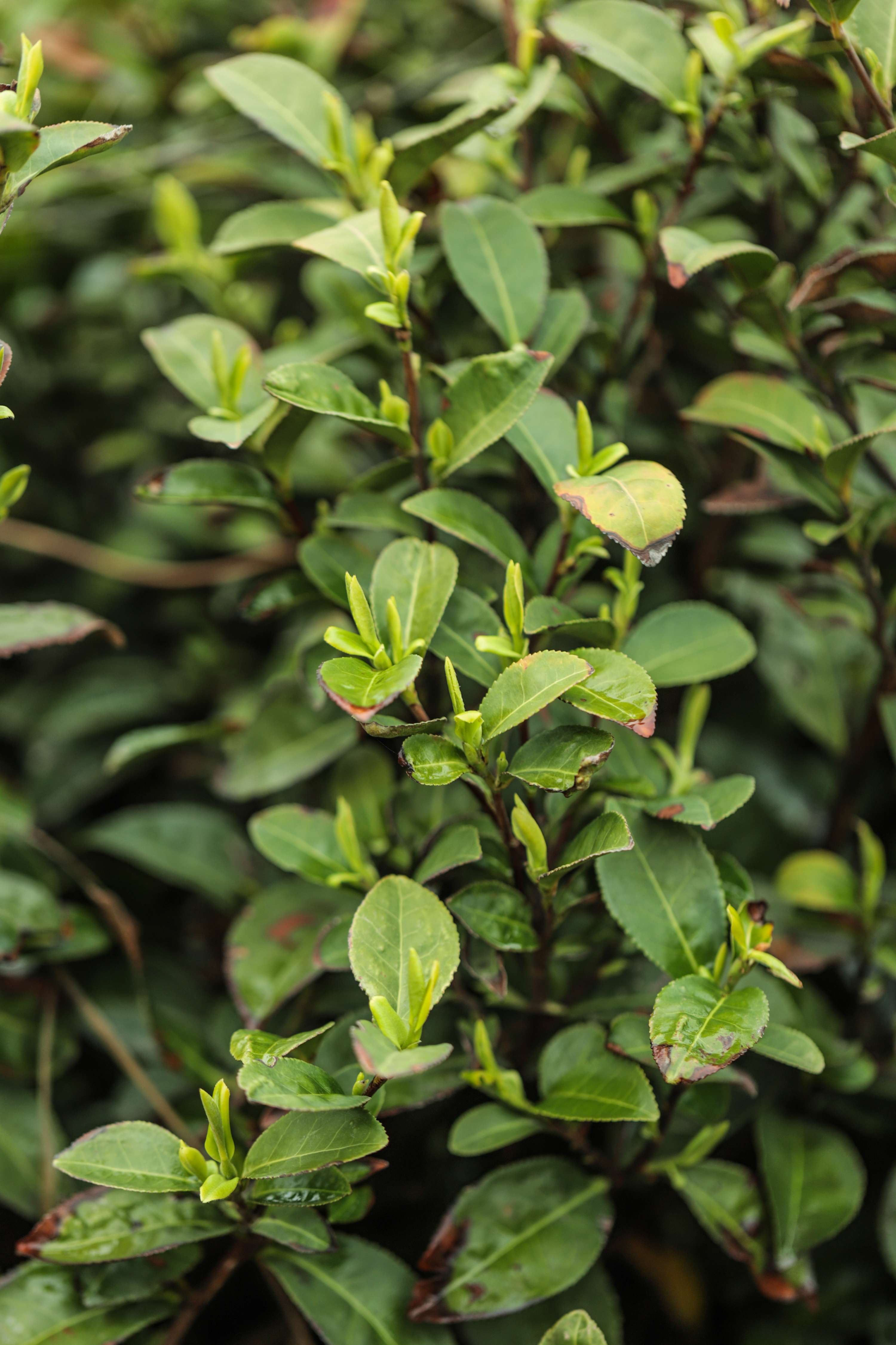 粒粒香茶业-茶山篇