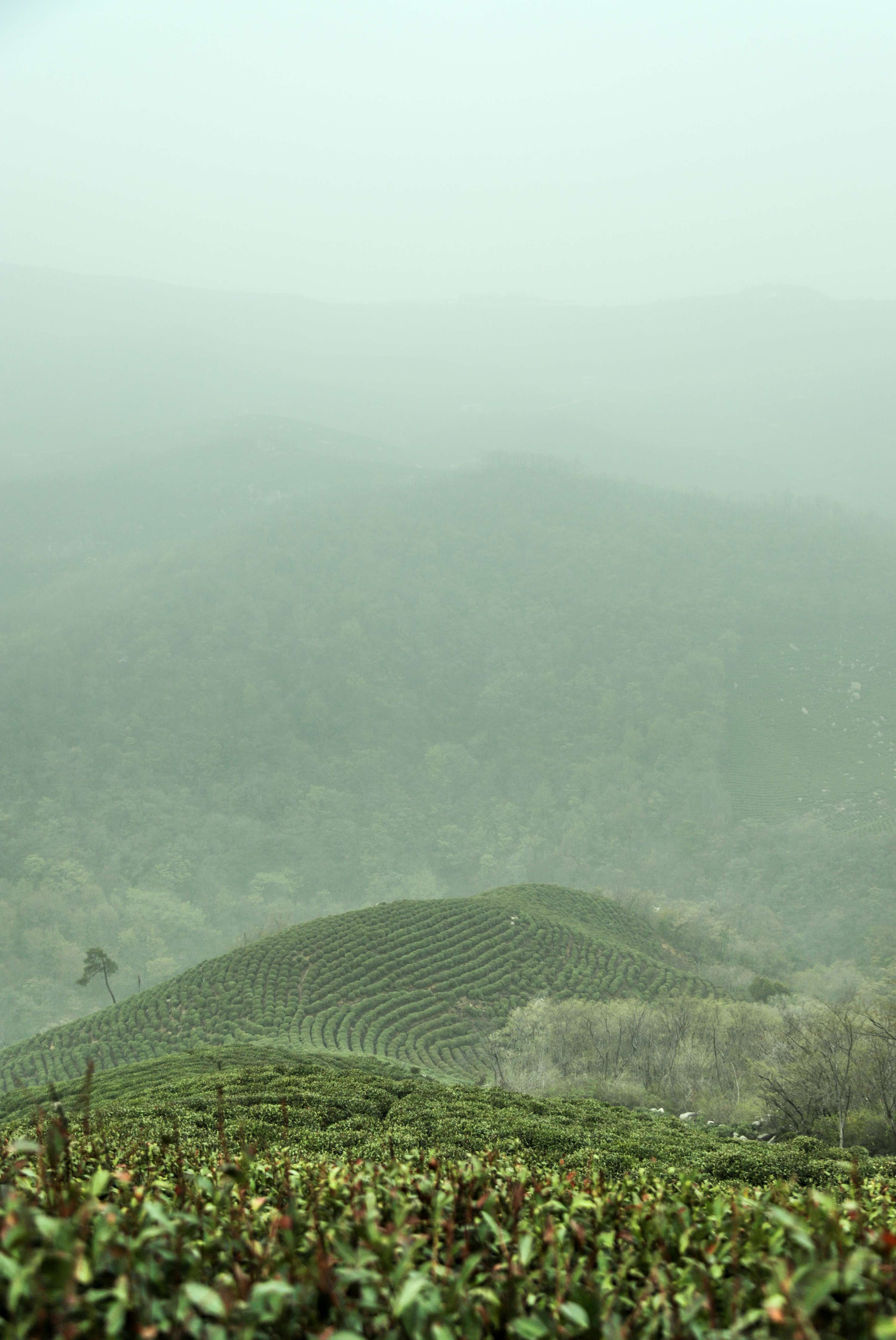 粒粒香茶业-茶山篇