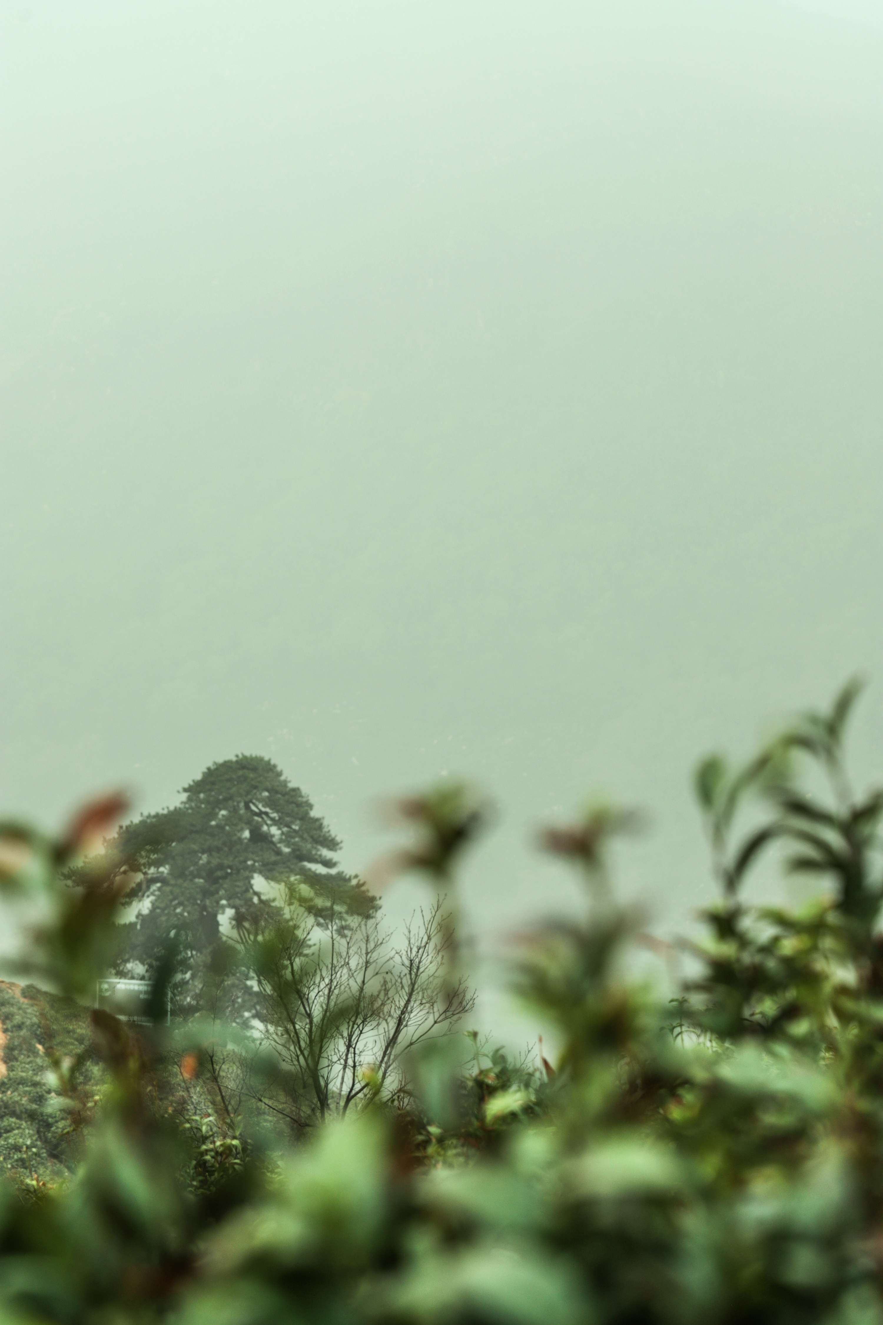 粒粒香茶业-茶山篇