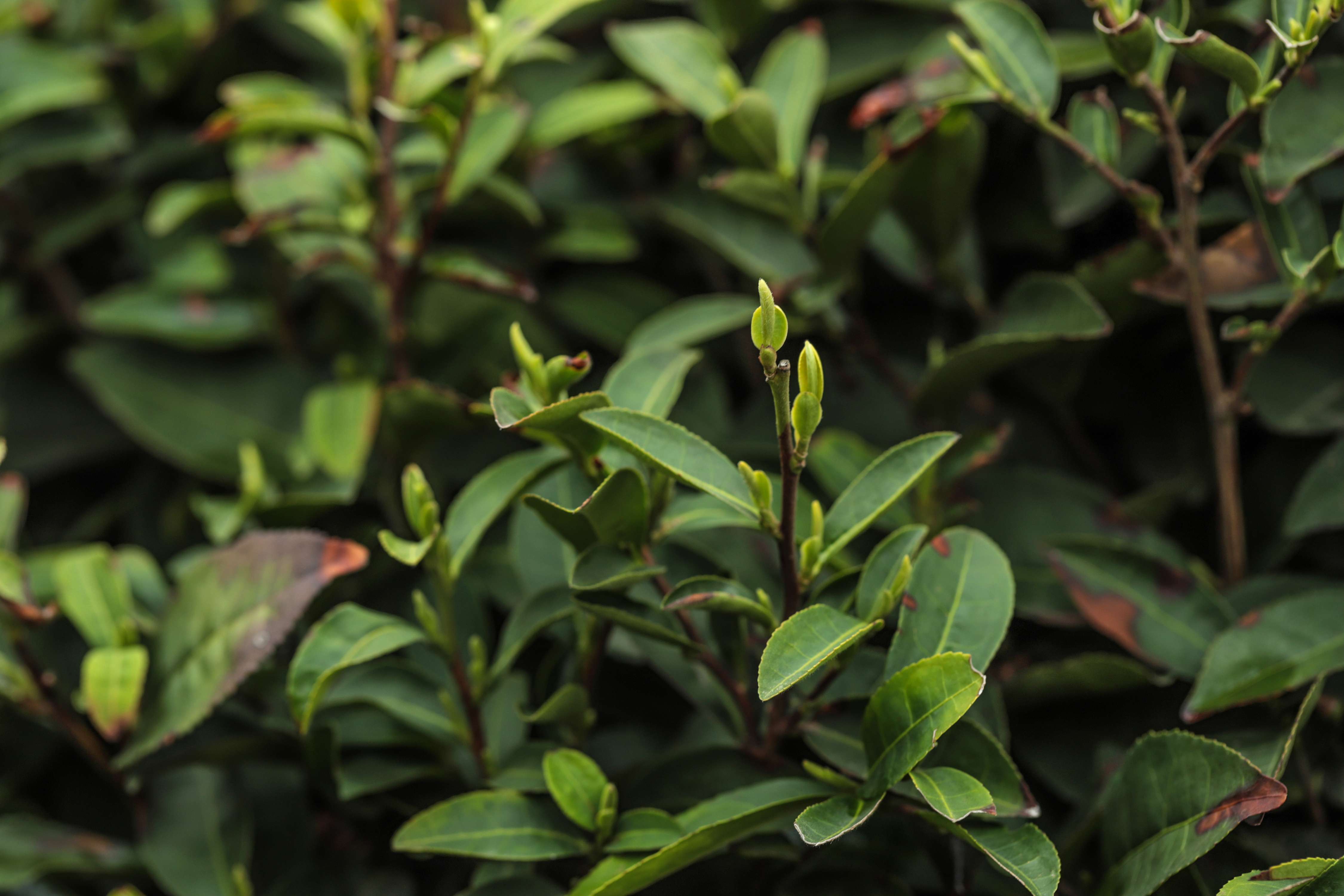 粒粒香茶业-茶山篇