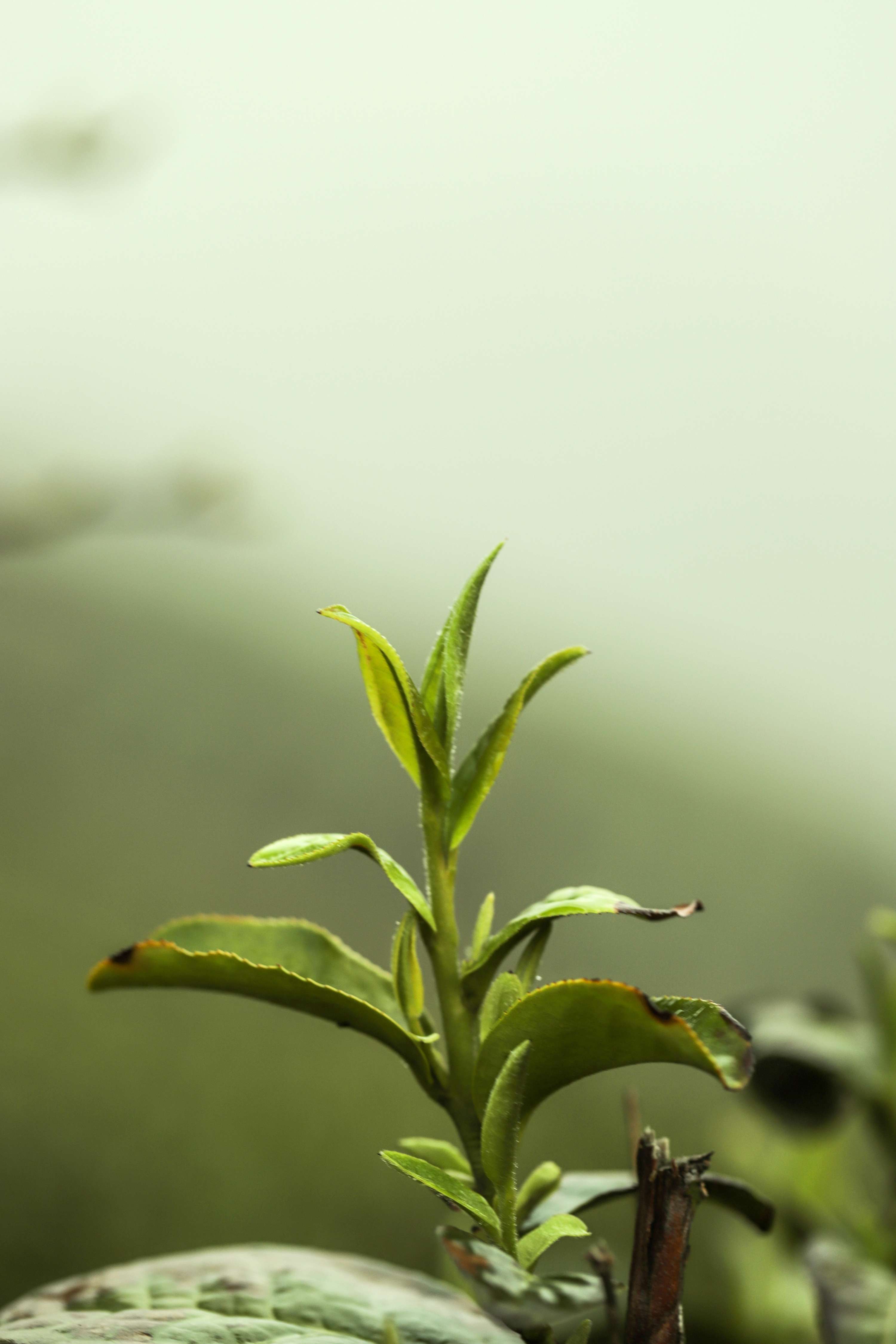 粒粒香茶业-茶山篇