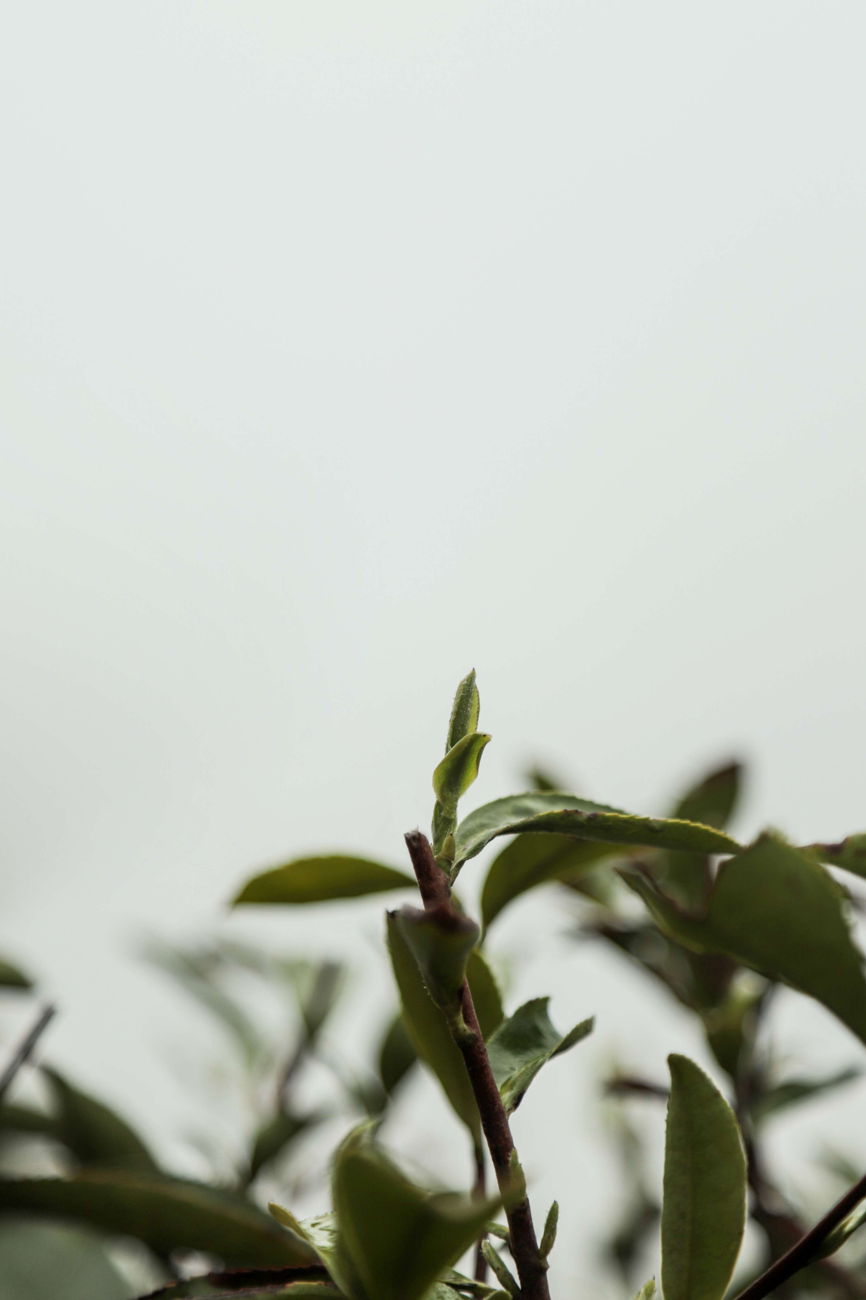 粒粒香茶业-茶山篇