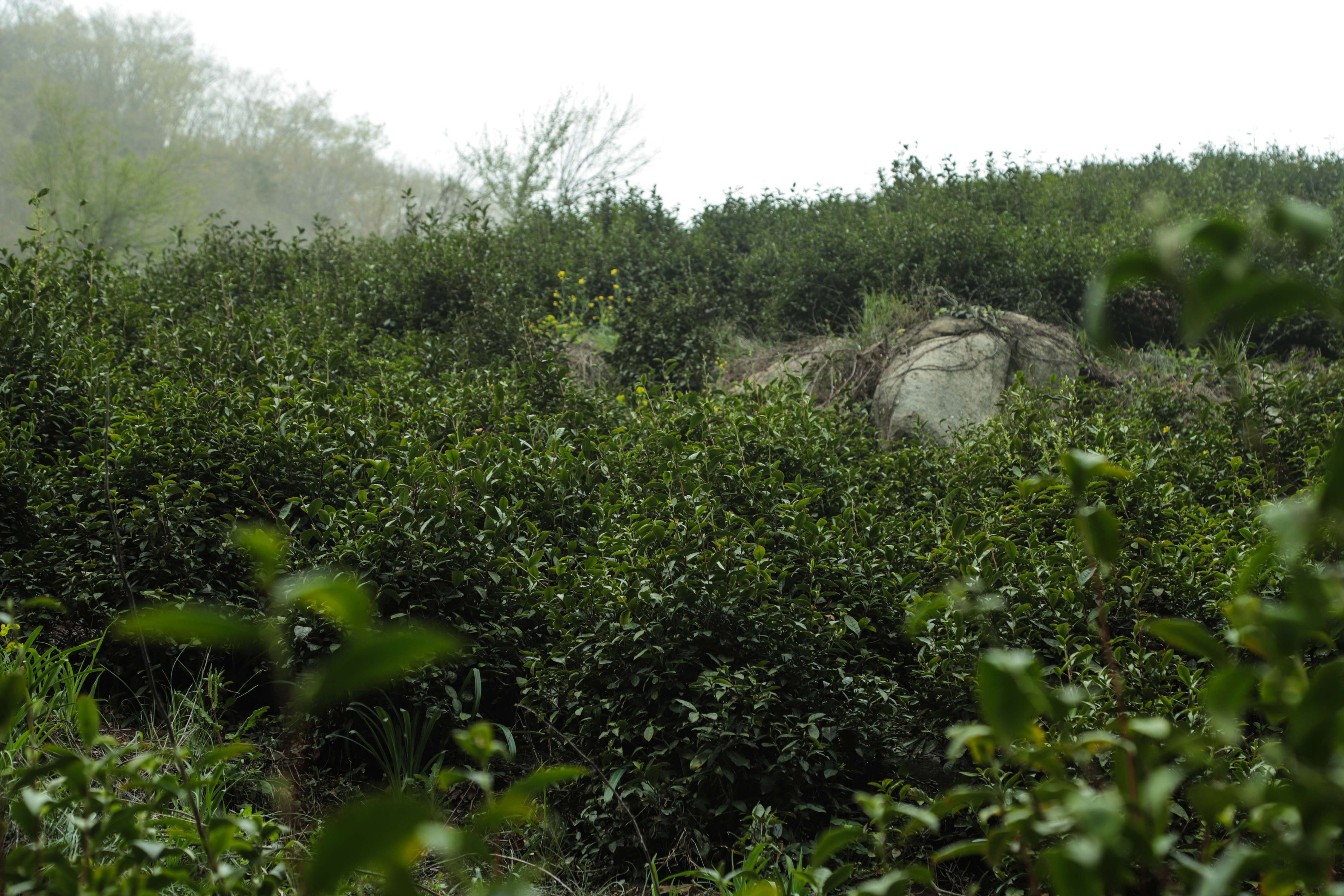 粒粒香茶业-茶山篇