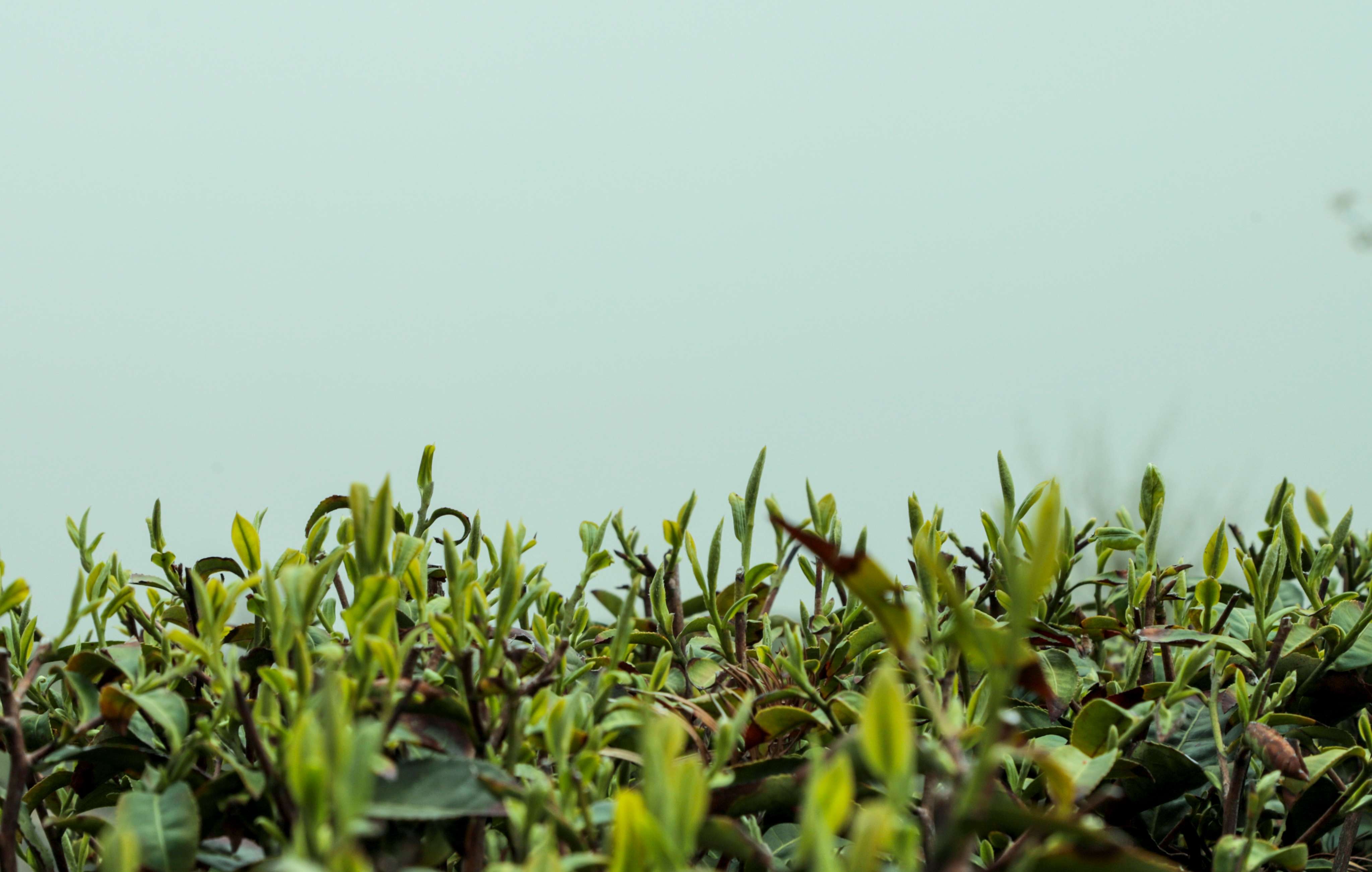 粒粒香茶业-茶山篇