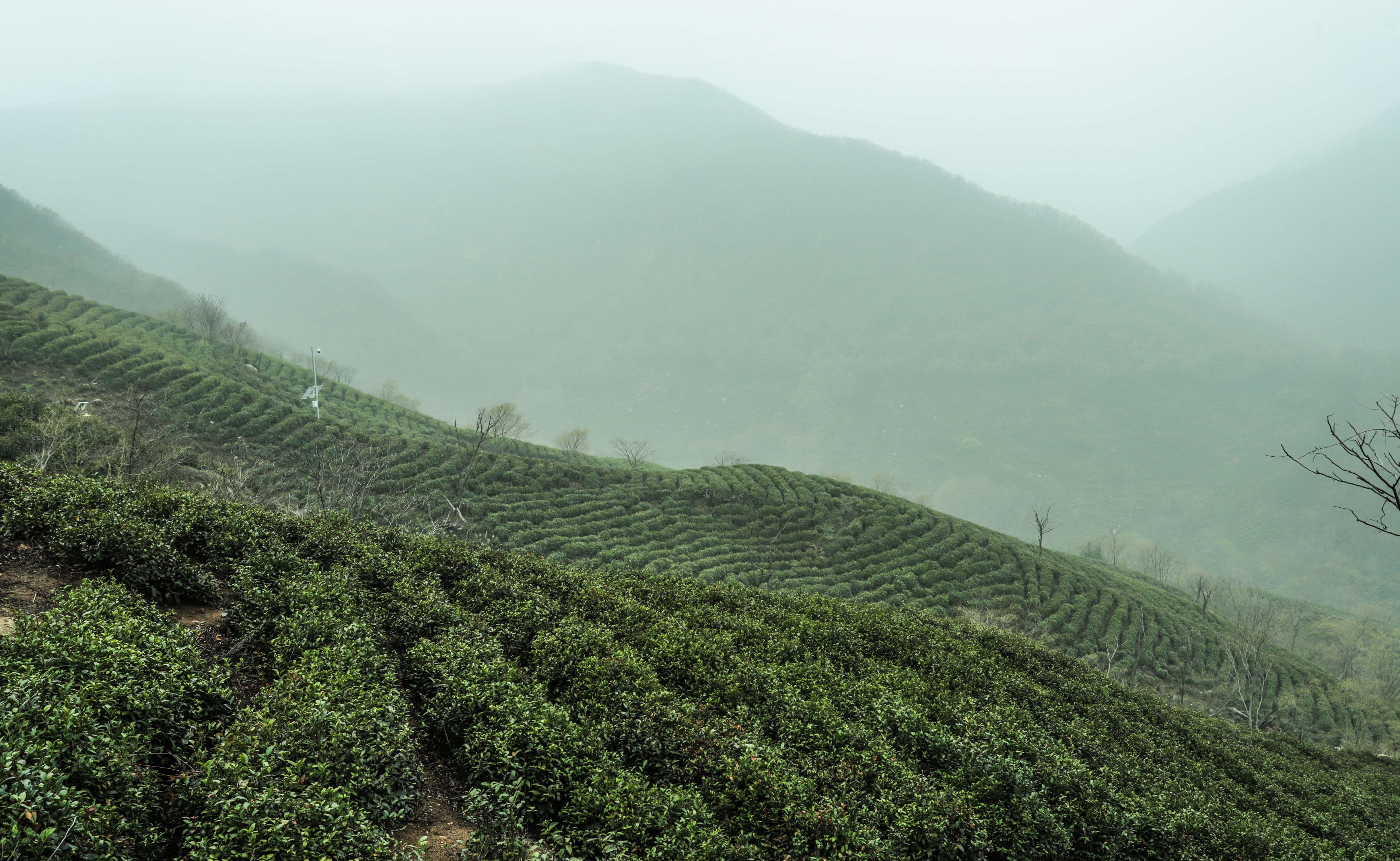 粒粒香茶业-茶山篇
