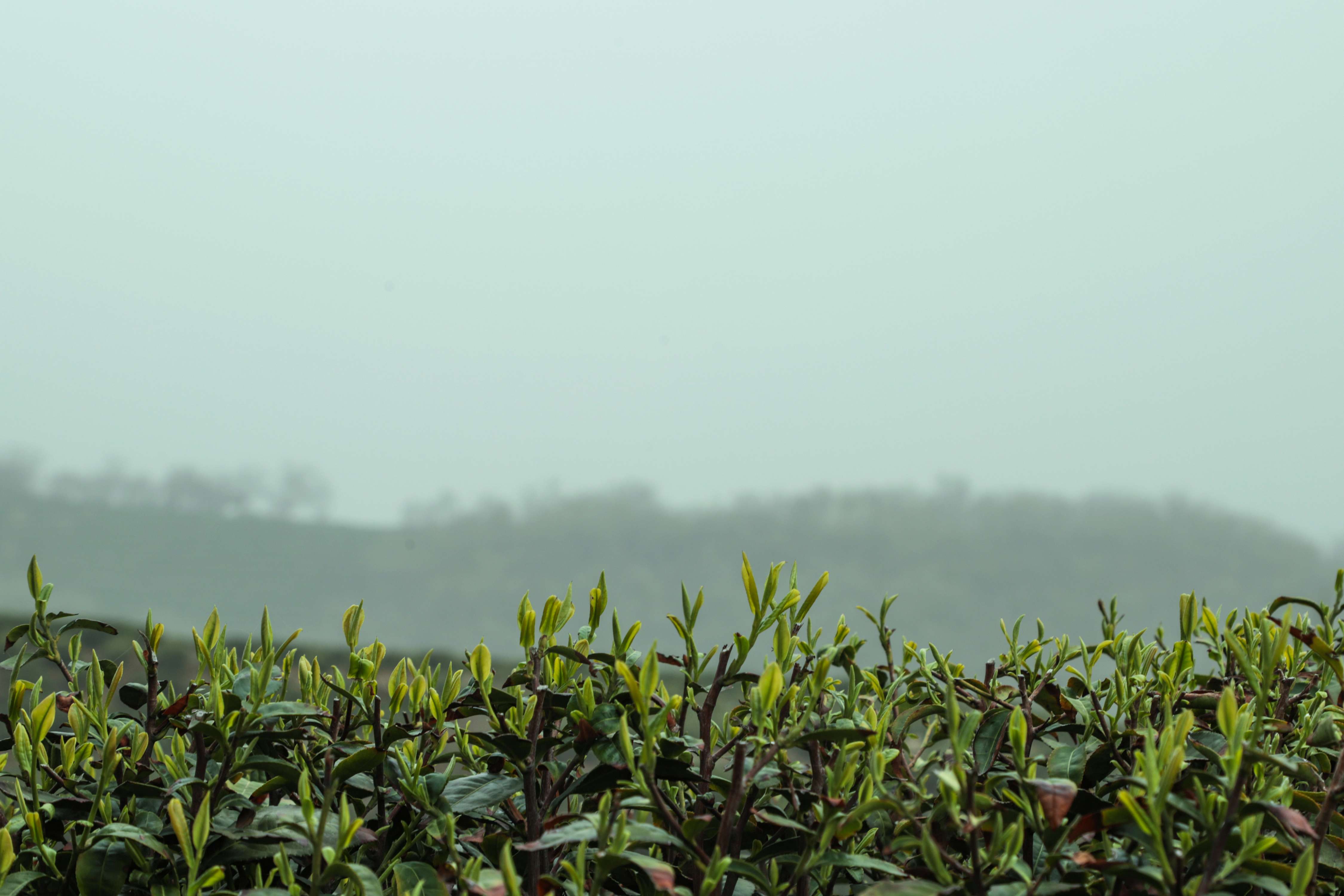 粒粒香茶业-茶山篇