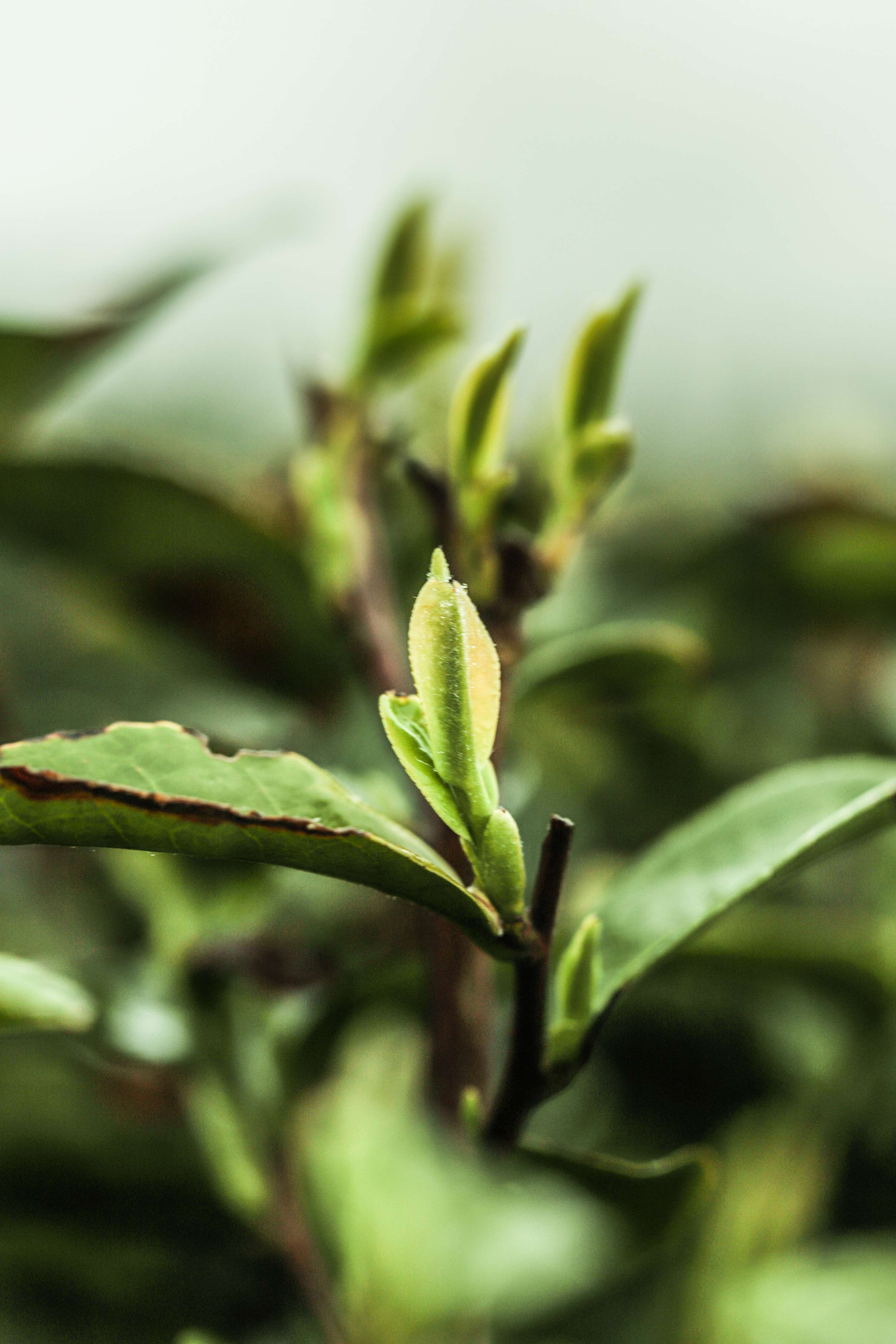 粒粒香茶业-茶山篇