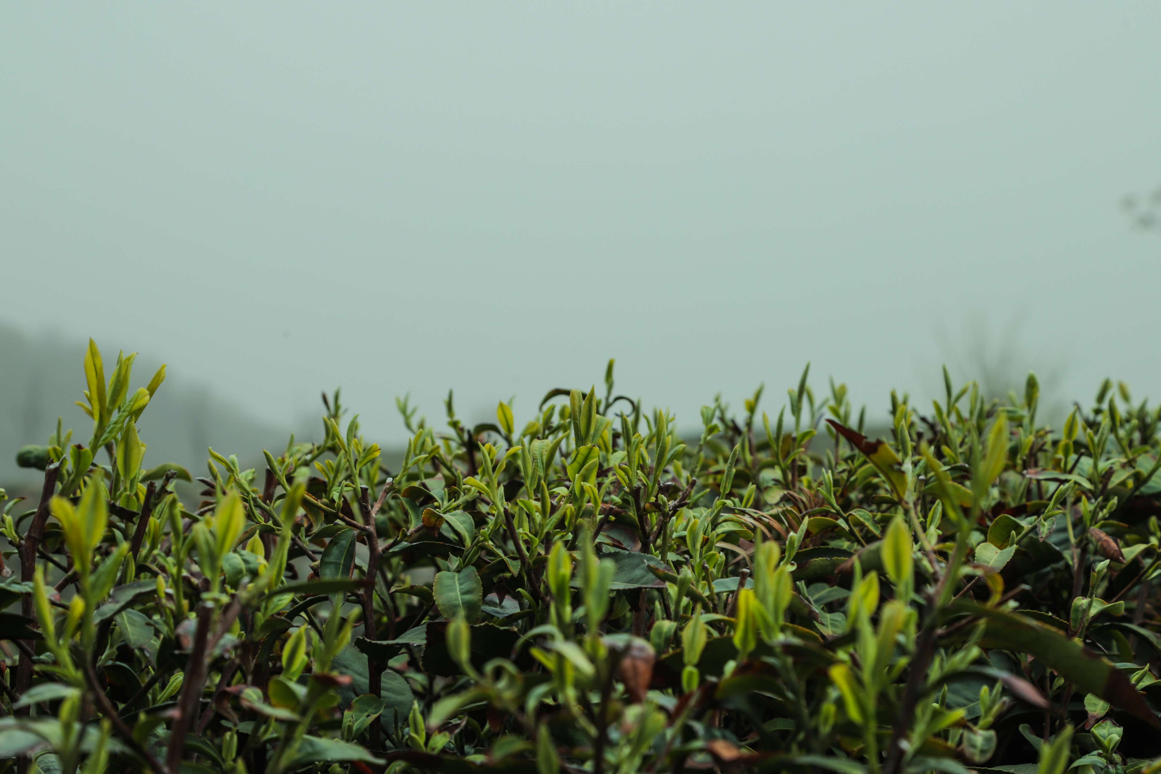 粒粒香茶业-茶山篇