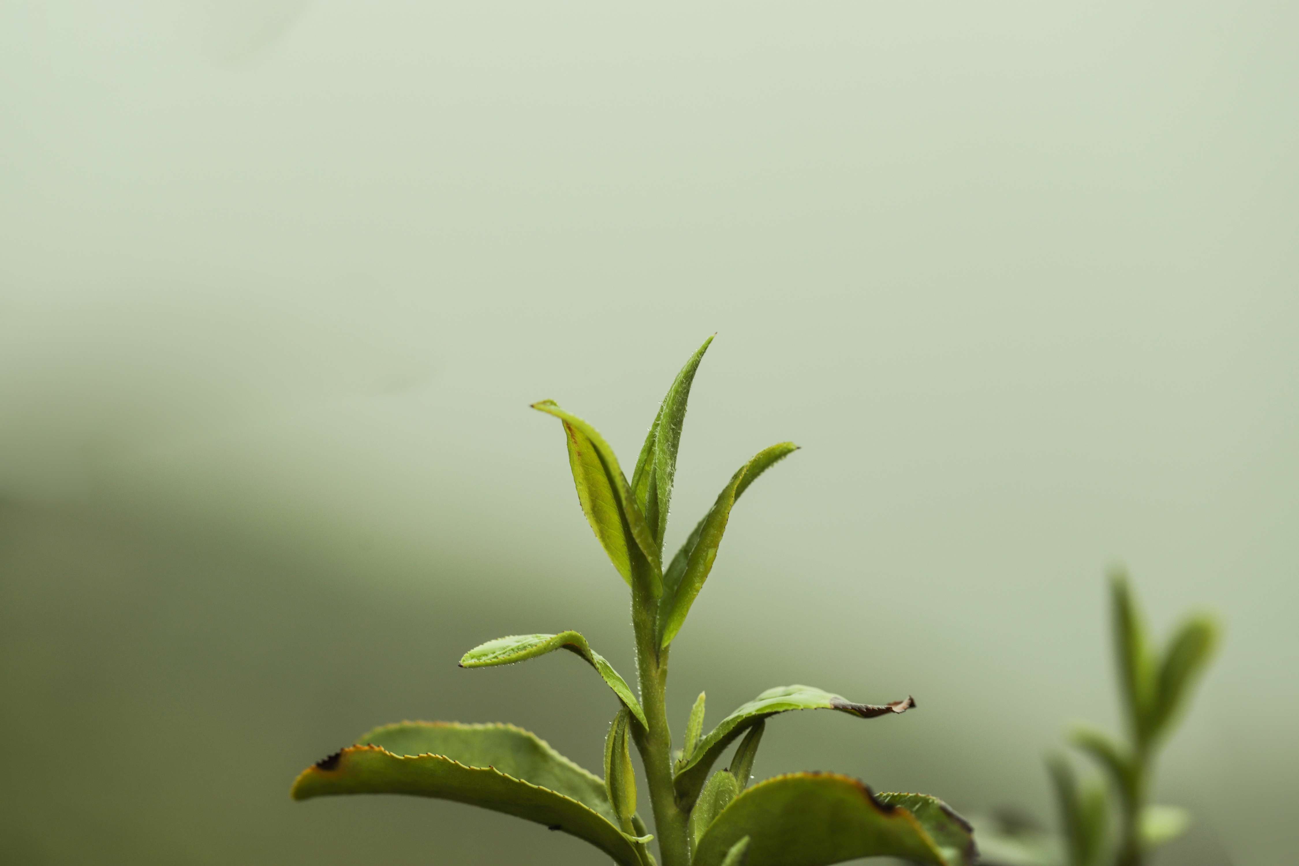 粒粒香茶业-茶山篇