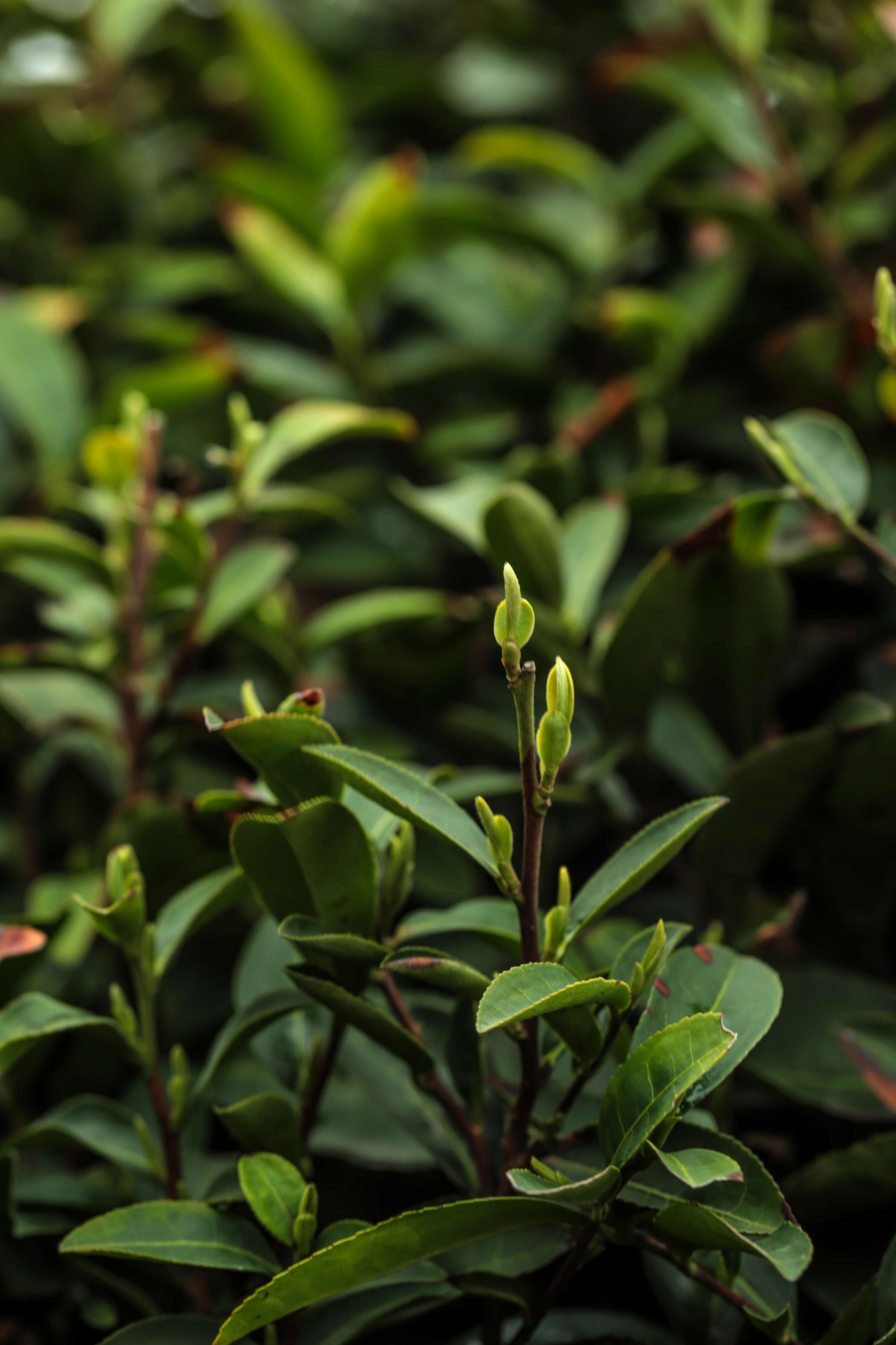 粒粒香茶业-茶山篇