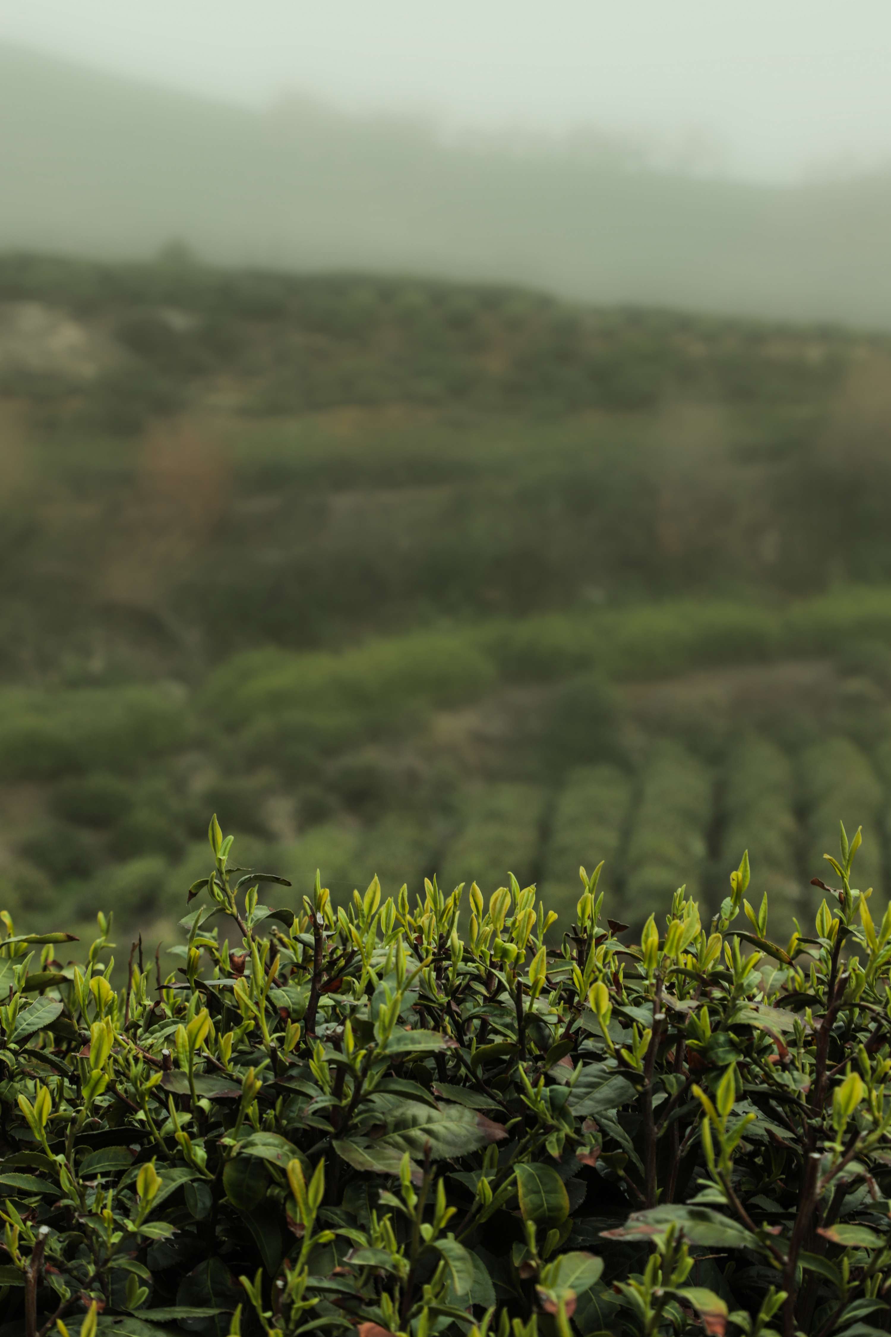 粒粒香茶业-茶山篇