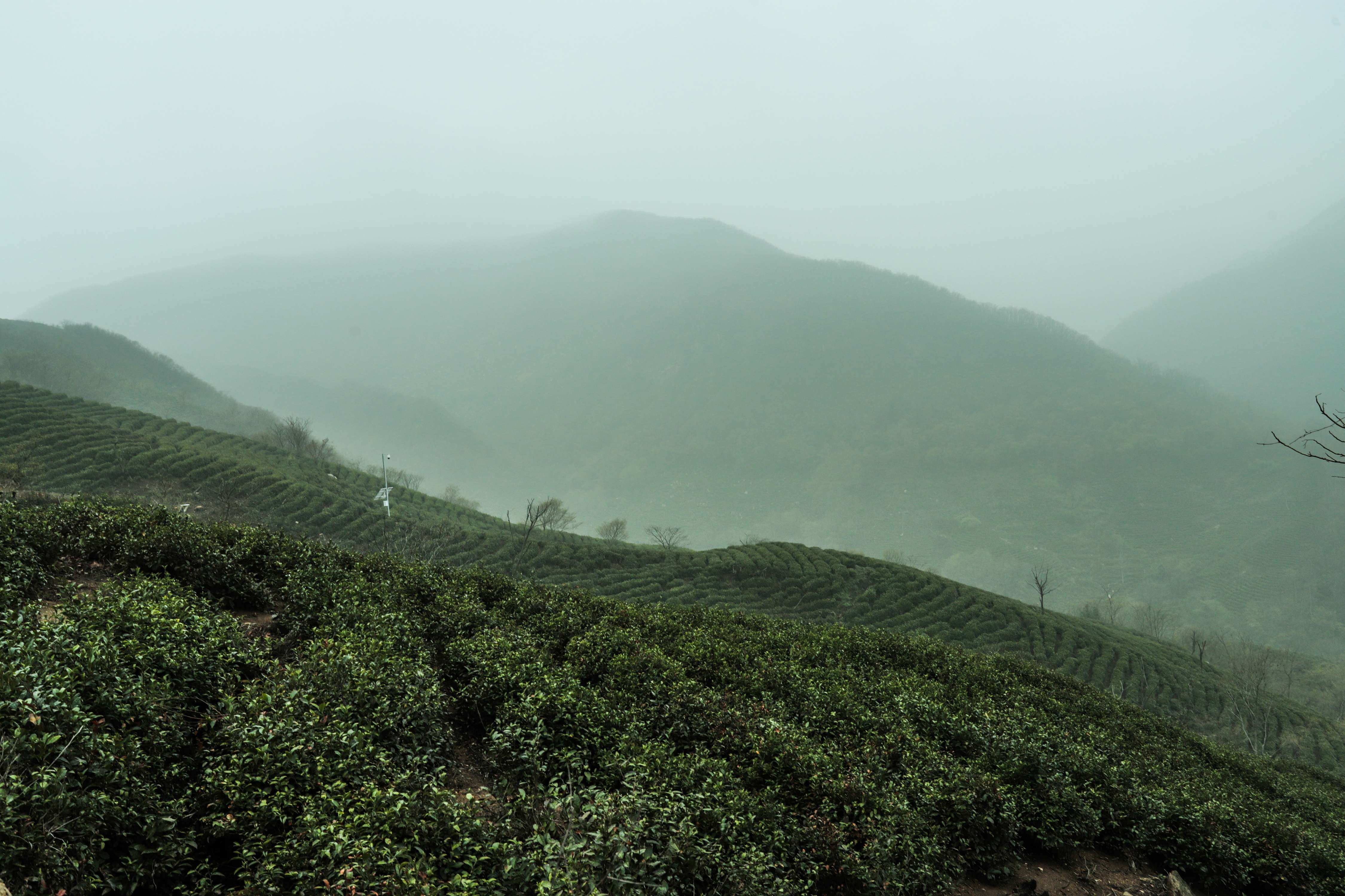 粒粒香茶业-茶山篇