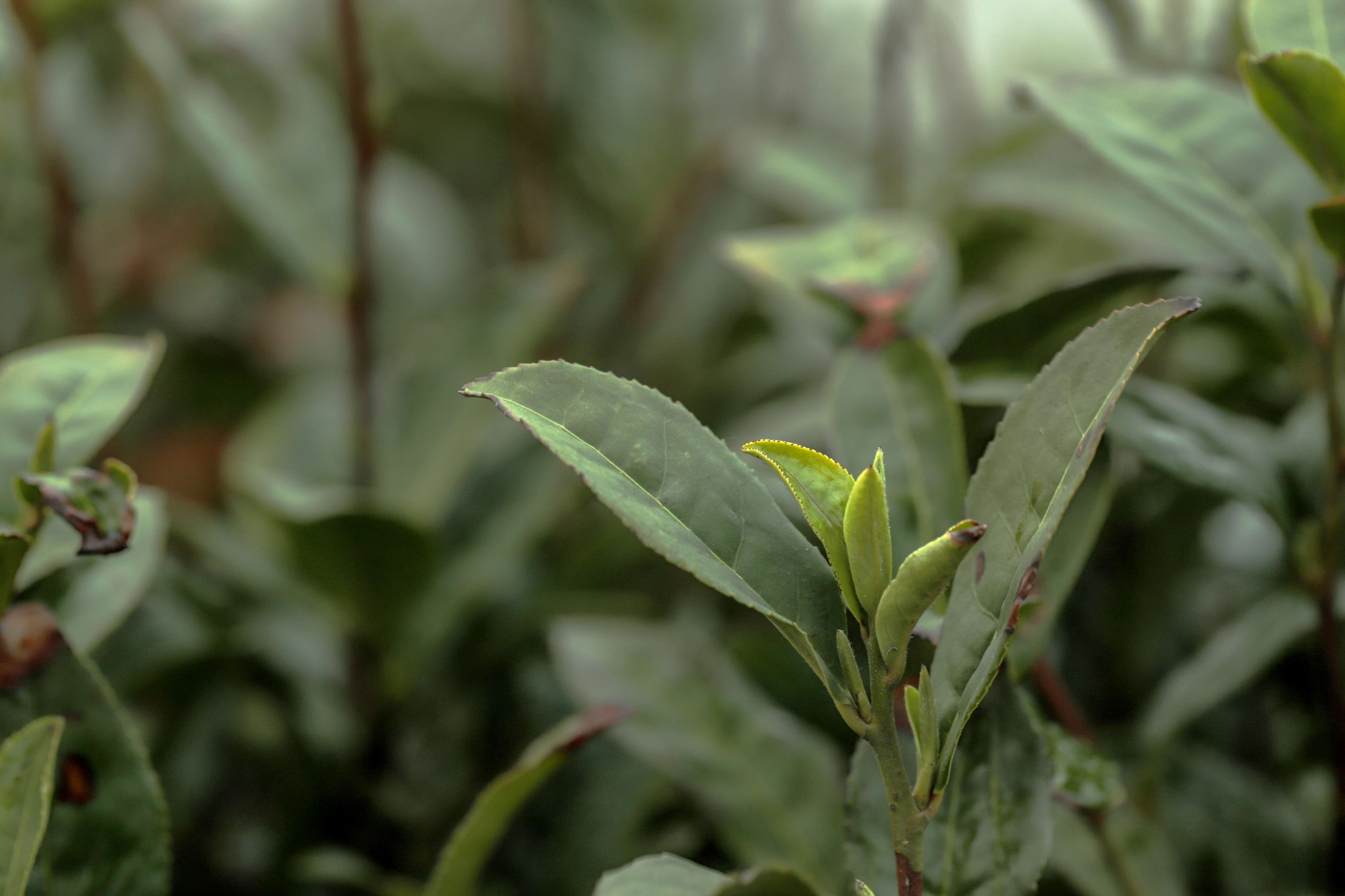 粒粒香茶业-茶山篇