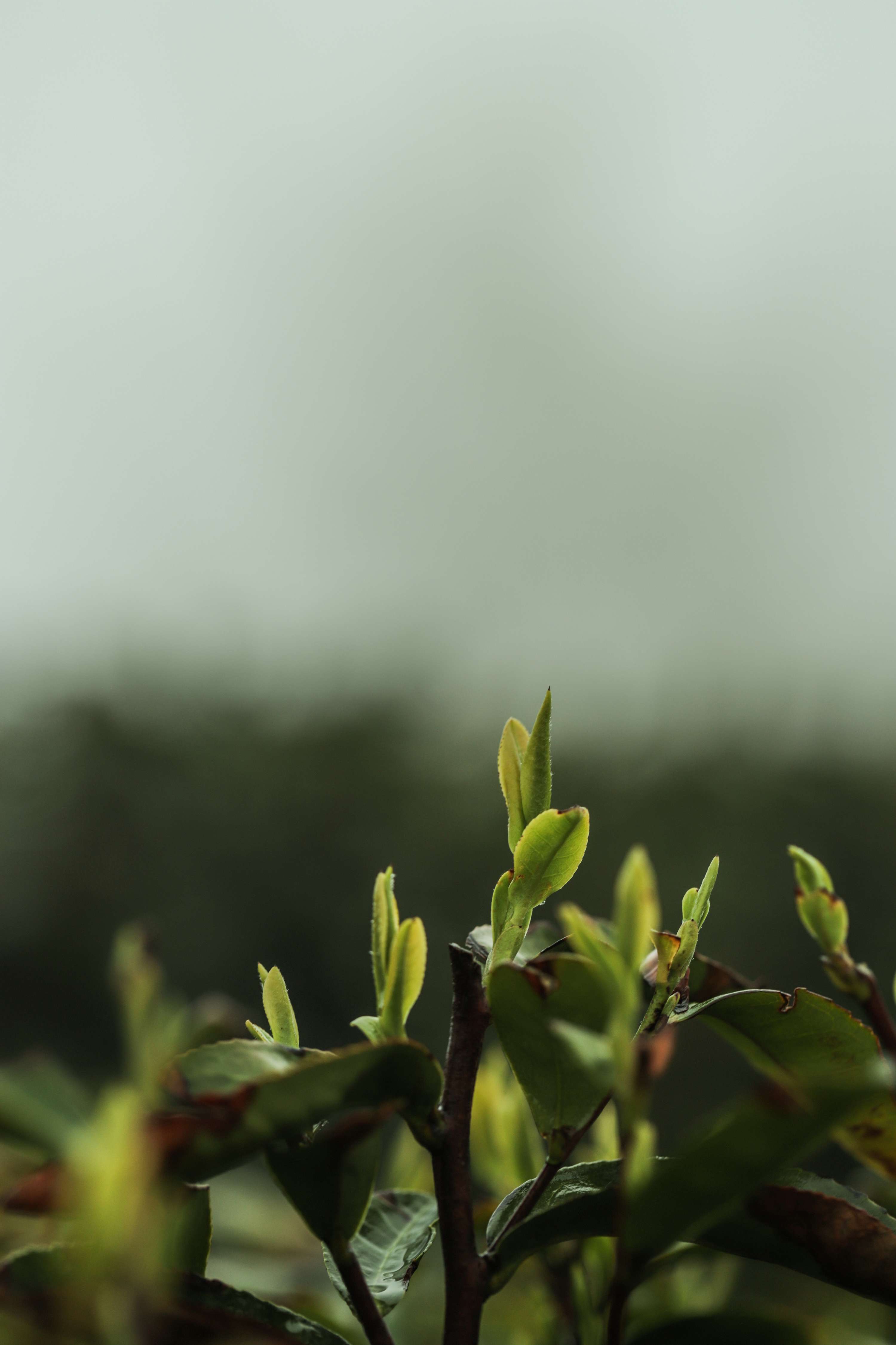 粒粒香茶业-茶山篇
