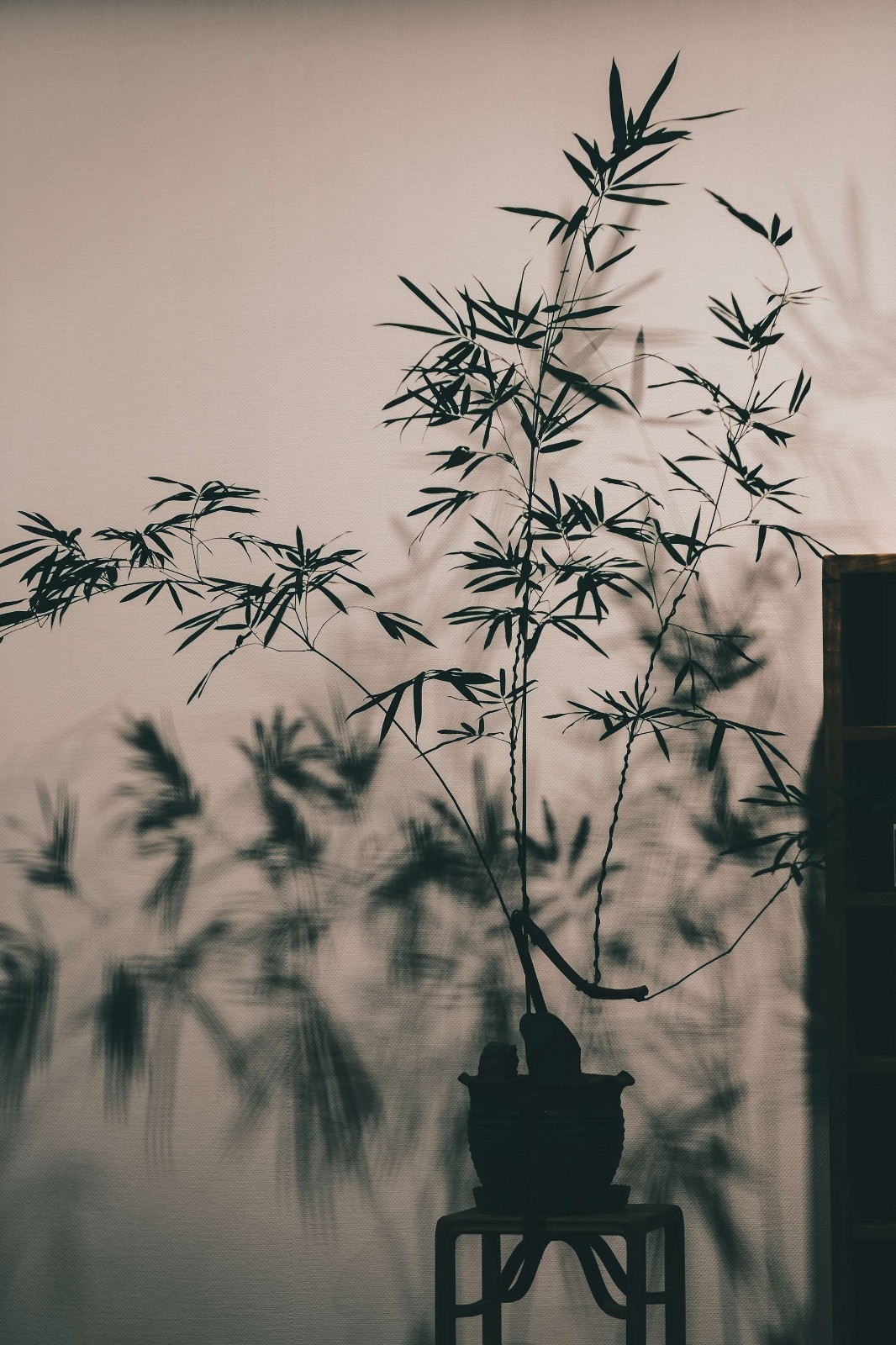九如集雅集-沉浸式喝茶！