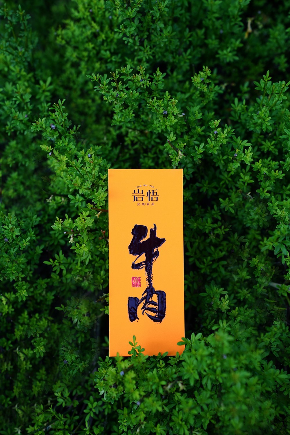 岩悟-岩茶牛肉-岩茶-产品拍摄