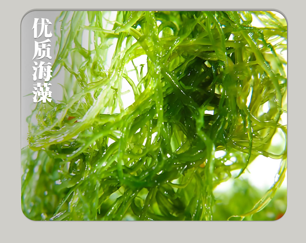 海豆参 产品拍摄 豆制品 食品